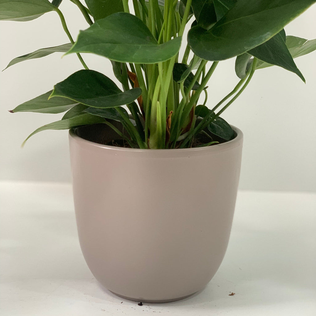 Anthurium - Candy Floss Pink