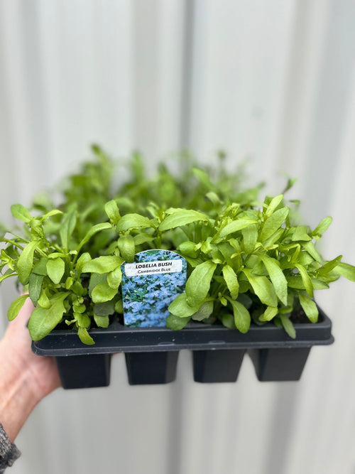 Bush Lobelia Mixed (Tray of 18)