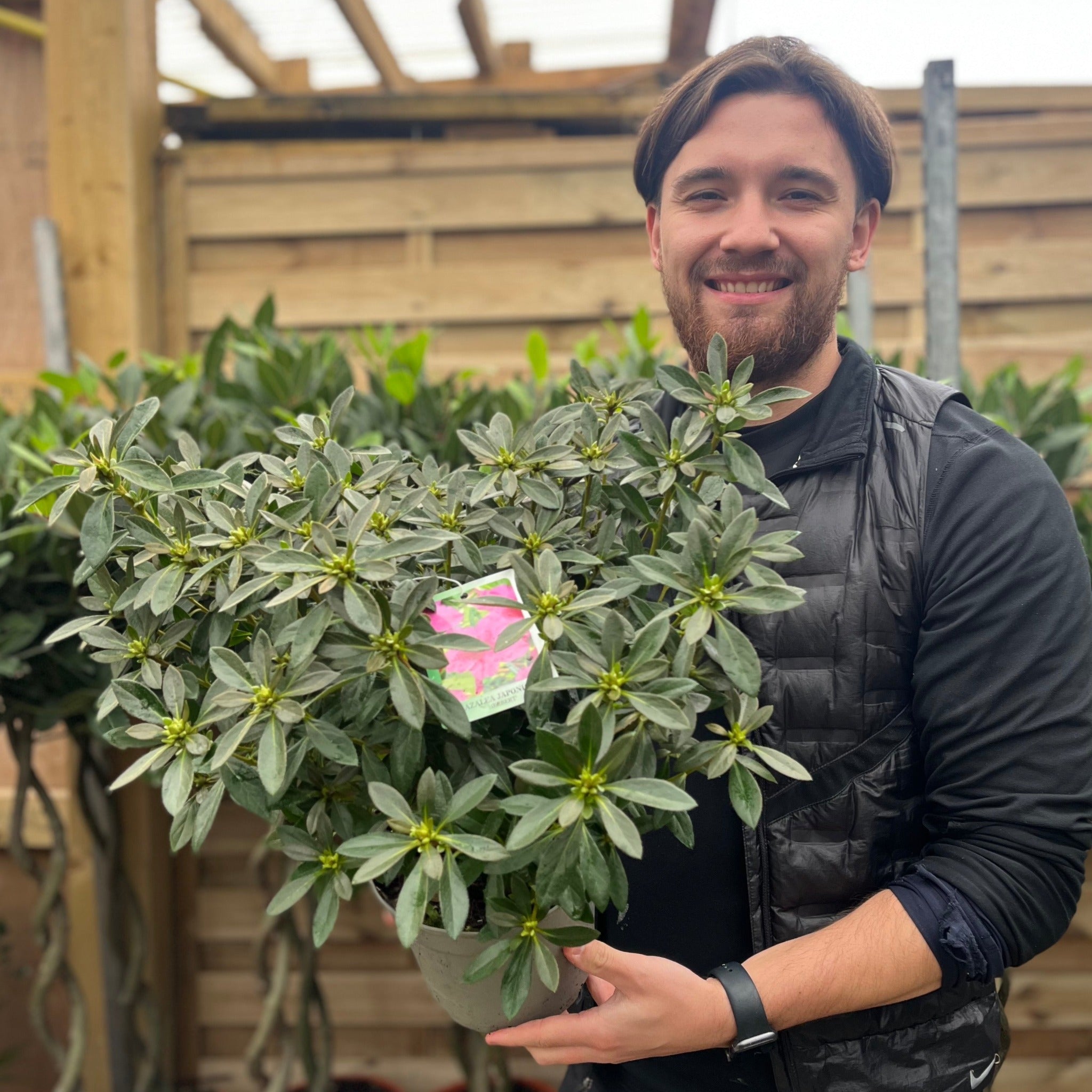 Rhododendron 'Herbert' 2L/3L