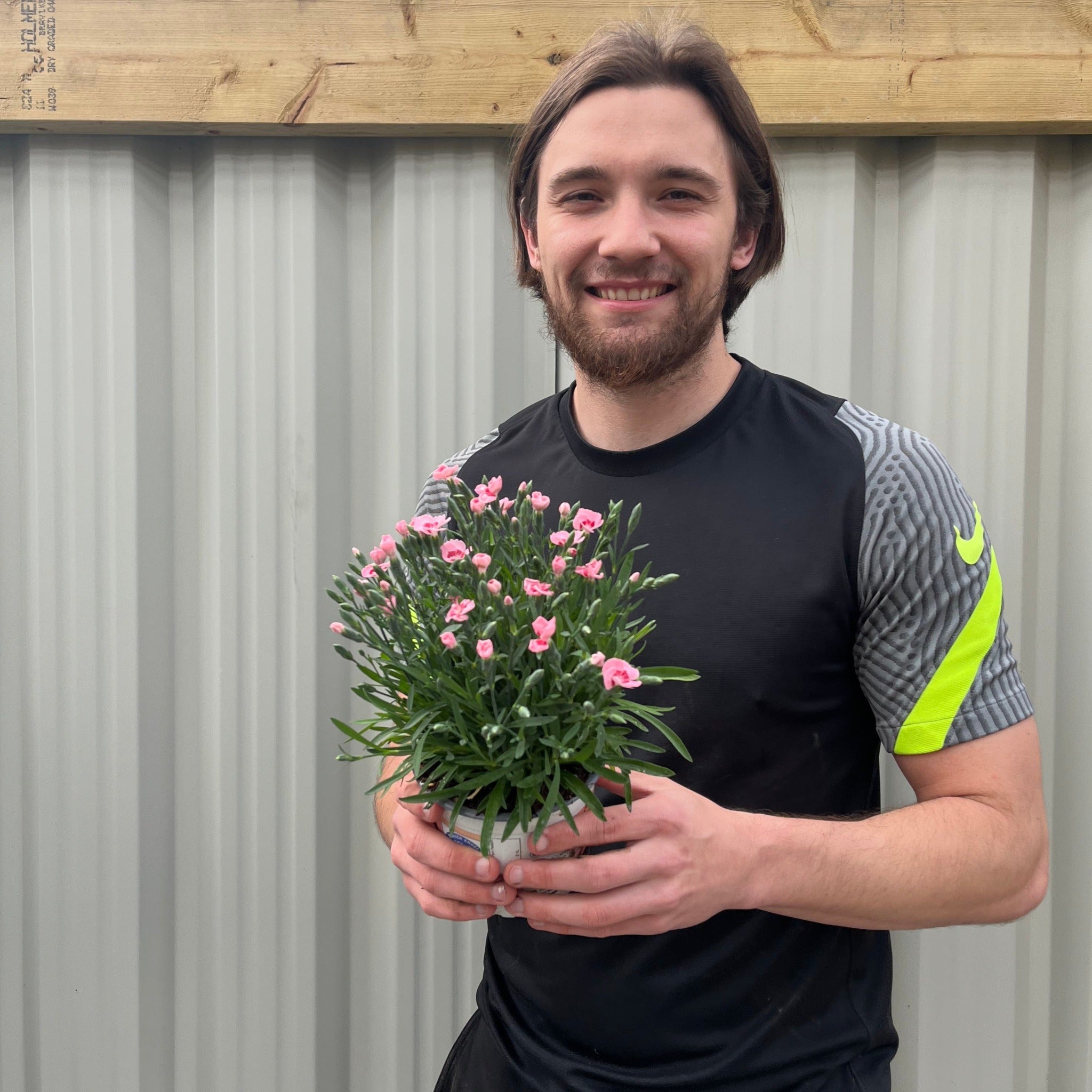 Dianthus Peach Party 9cm