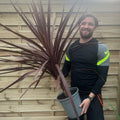 Cordyline australis Red Star 1M SOLD AS SEEN