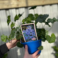 Lavatera 'Marina' 3L
