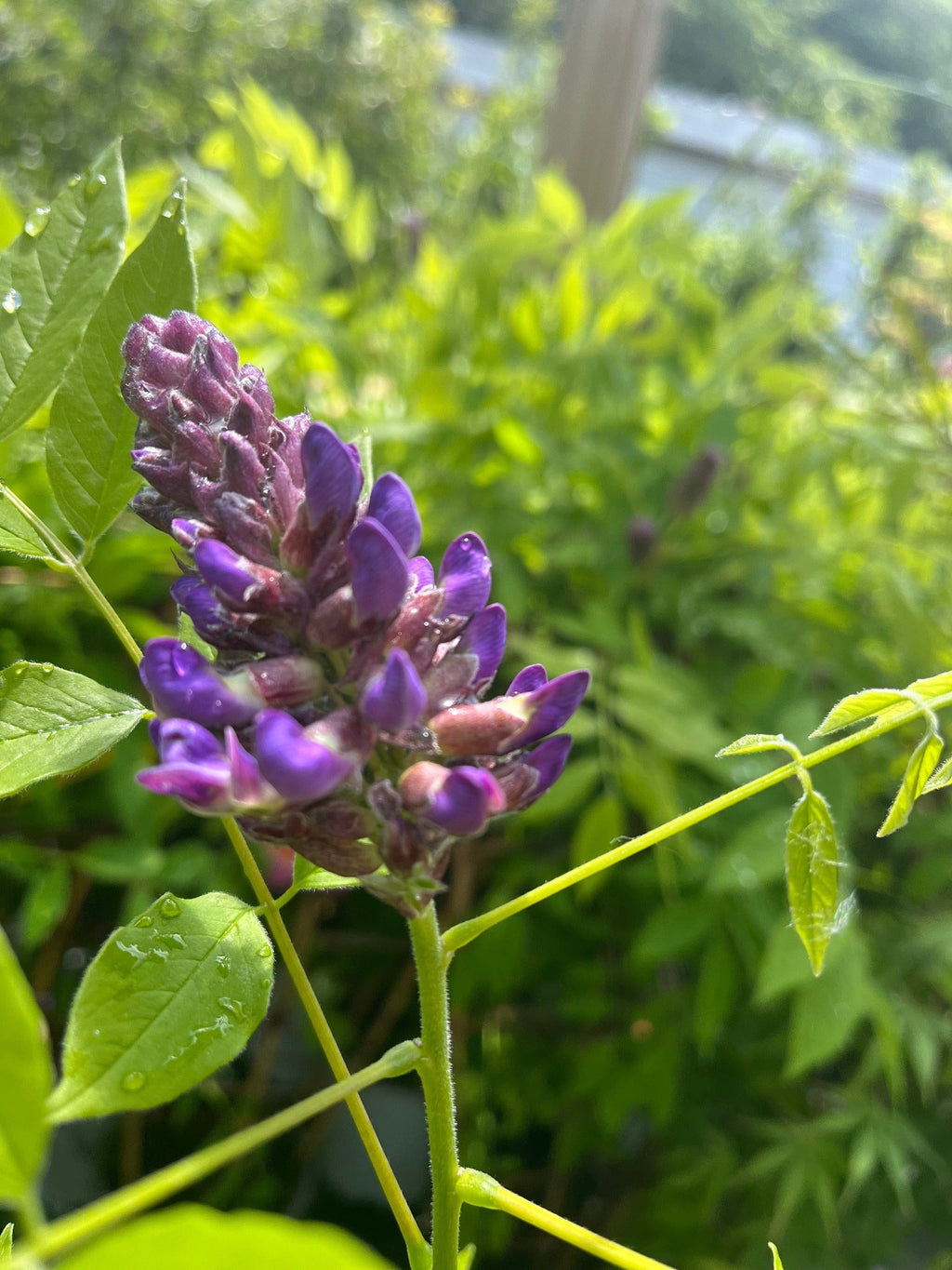 Wisteria sinensis on Frame 'Amethyst Falls' | Will Flower This Summer