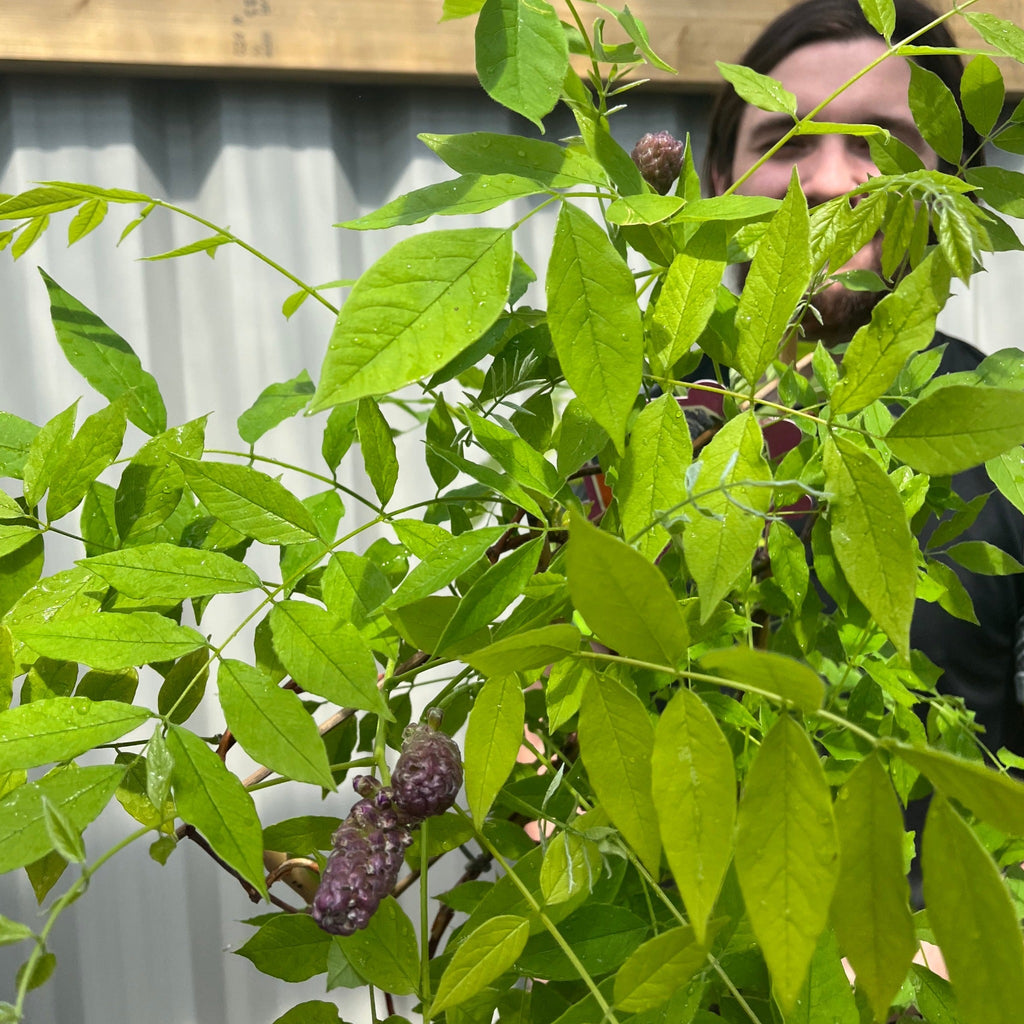 Wisteria sinensis on Frame 'Amethyst Falls' | Will Flower This Summer