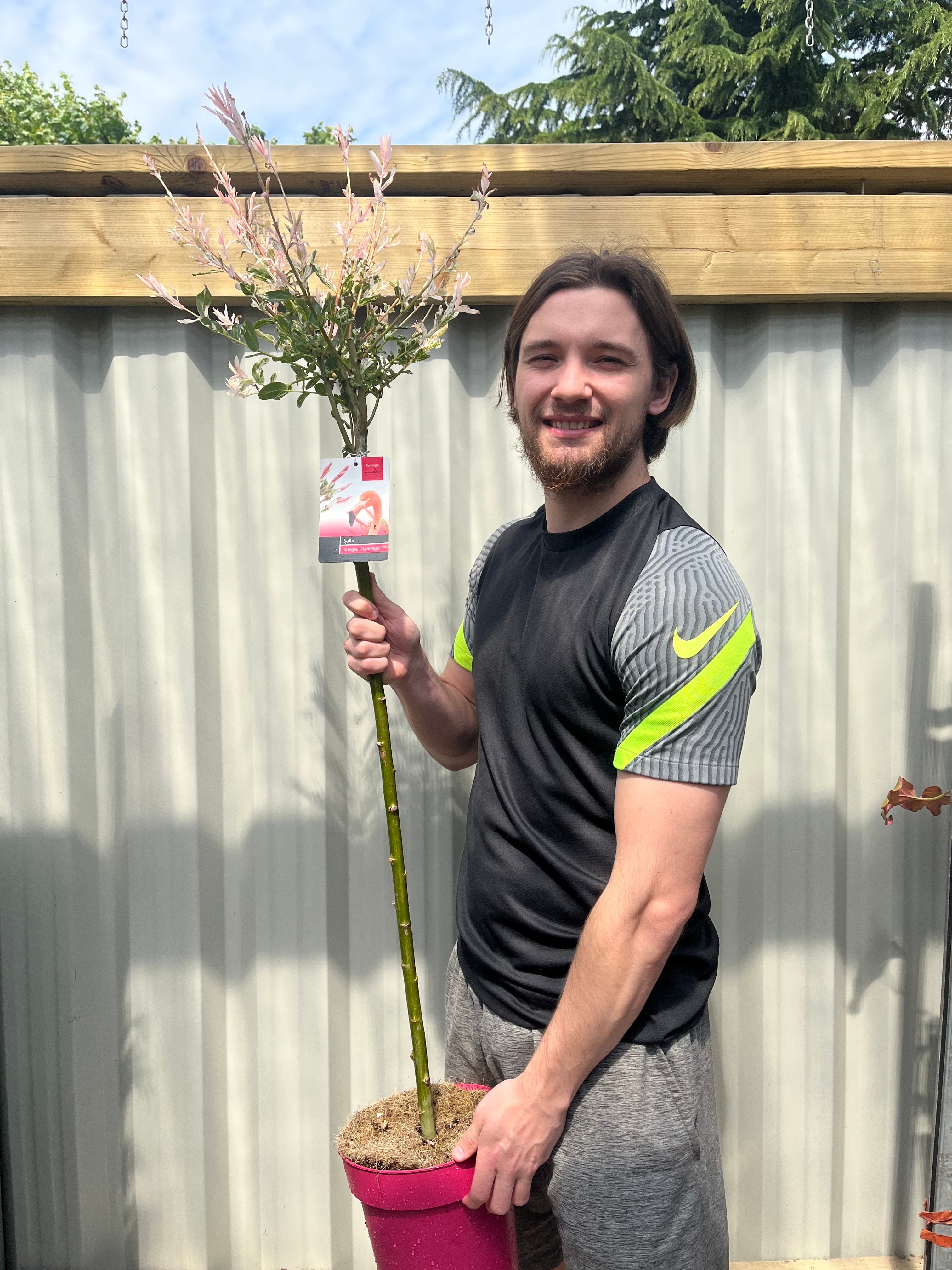 Salix intergra 'Hakuro - Nishiki'  Flamingo Dwarf Willow Tree (multiple sizes available) (PRE ORDER W/C 12/01)