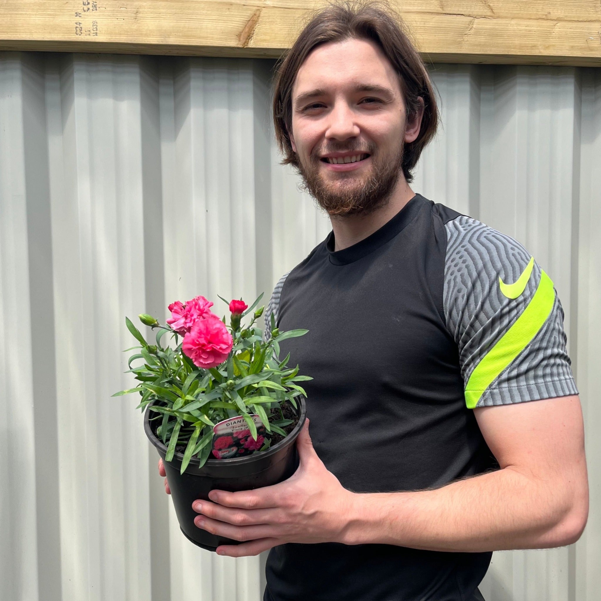 Dianthus (Sunflor Vivre) | Pink Dianthus 3L