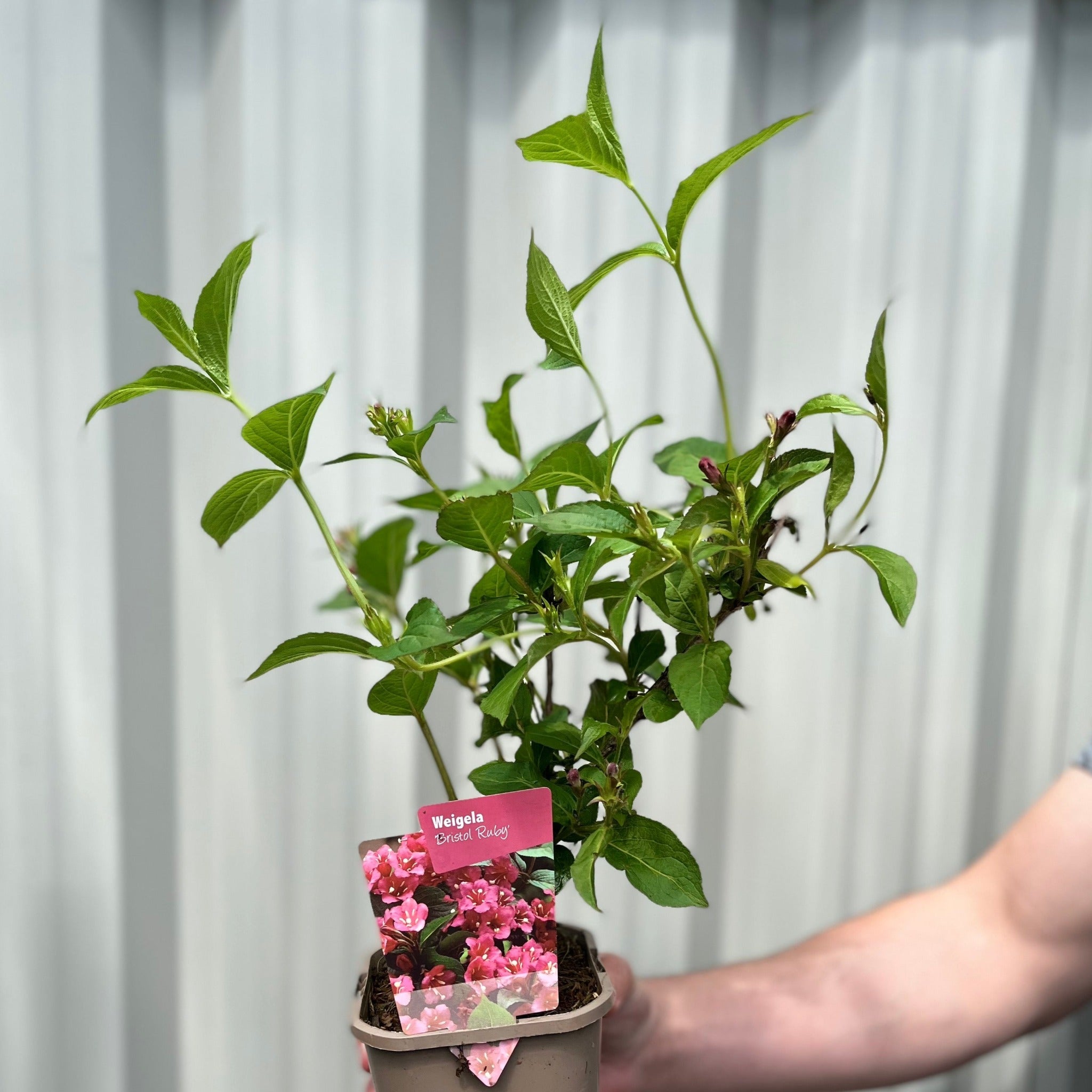 Weigela Florida 'Bristol Ruby' (2 Sizes Available)