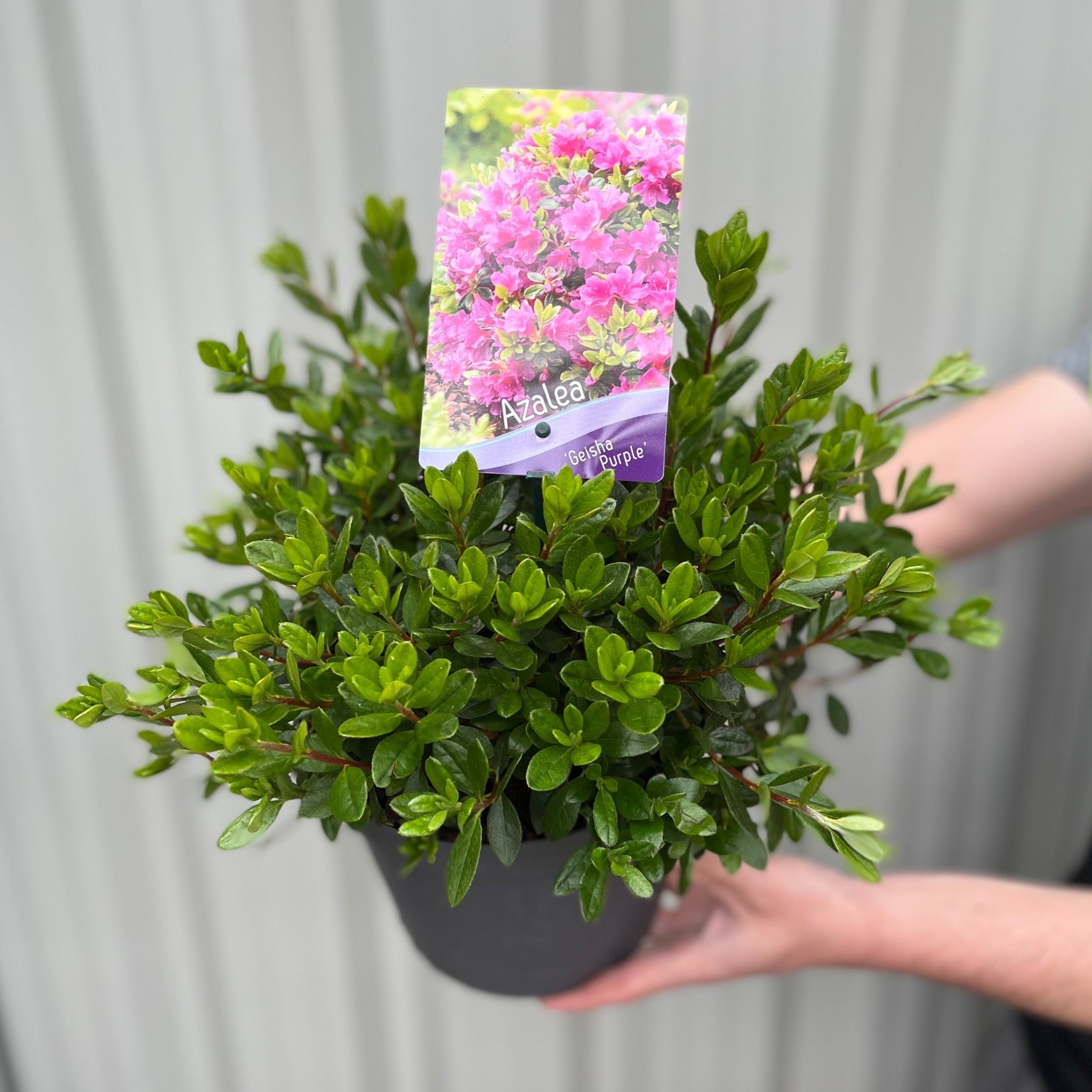 Azalea 'Geisha Purple' 3L