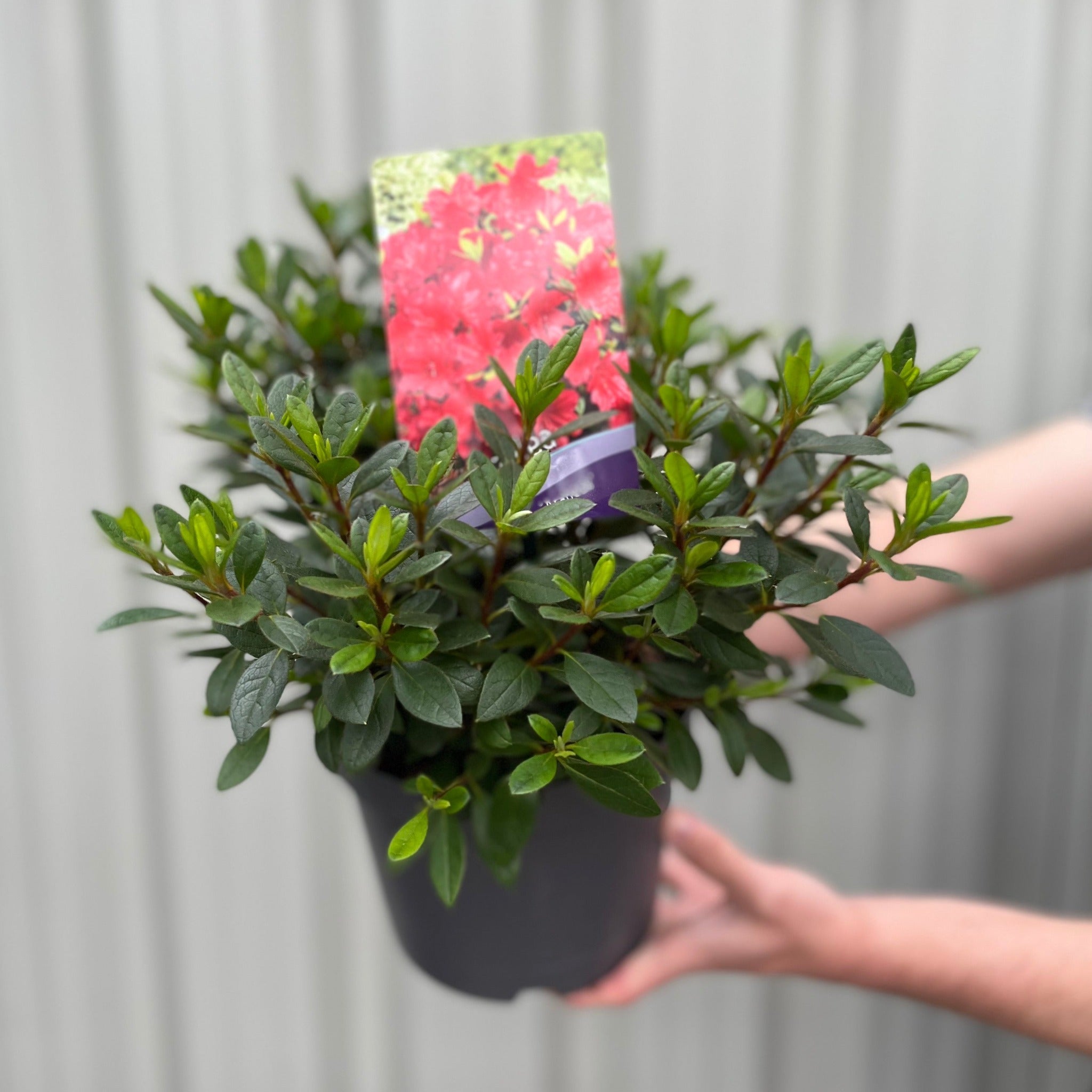 Azalea 'Arabesk'