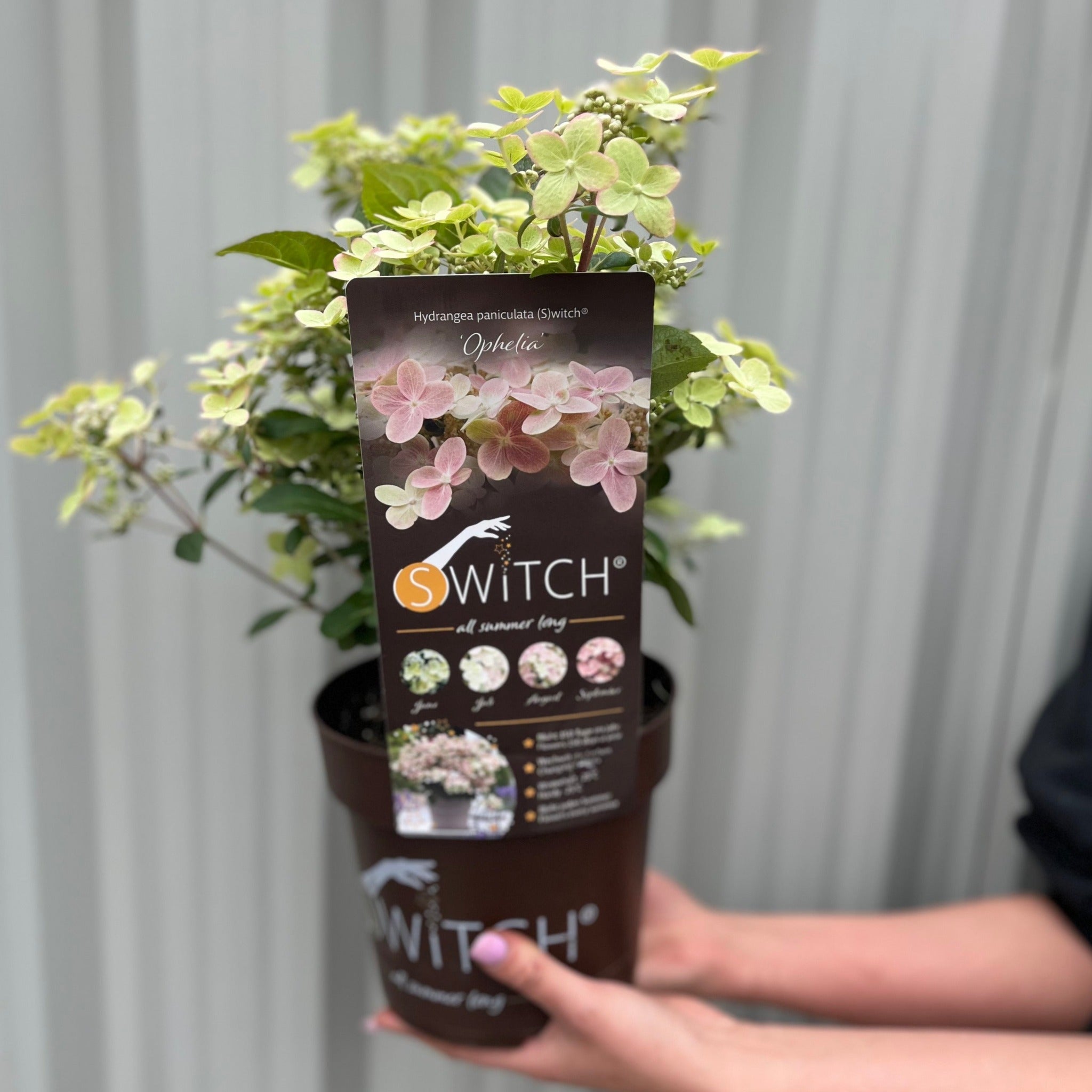 Hydrangea paniculata Switch 'Polestar' 'Ophelia' 9cm / 3L