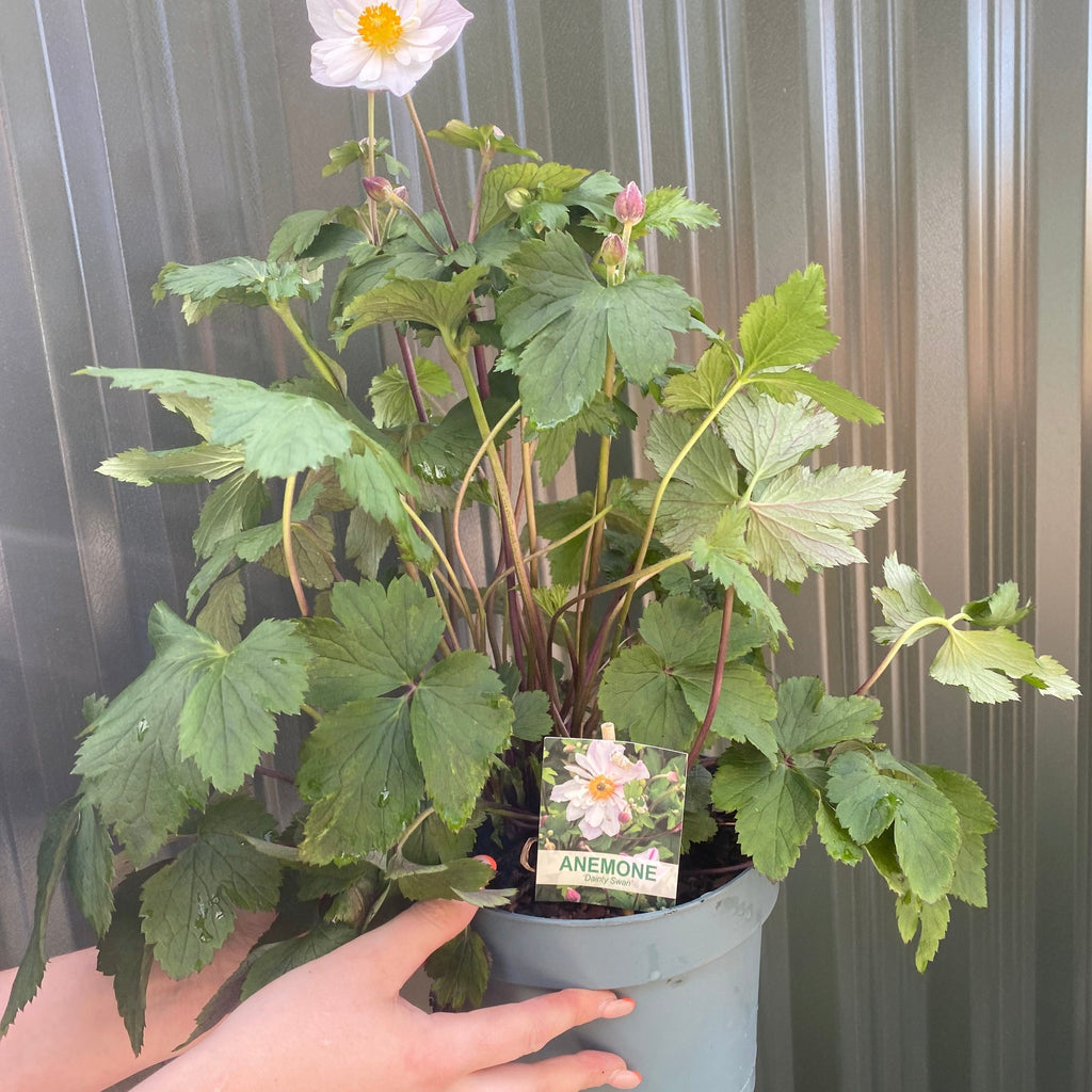 Anemone 'Dainty Swan' 3L