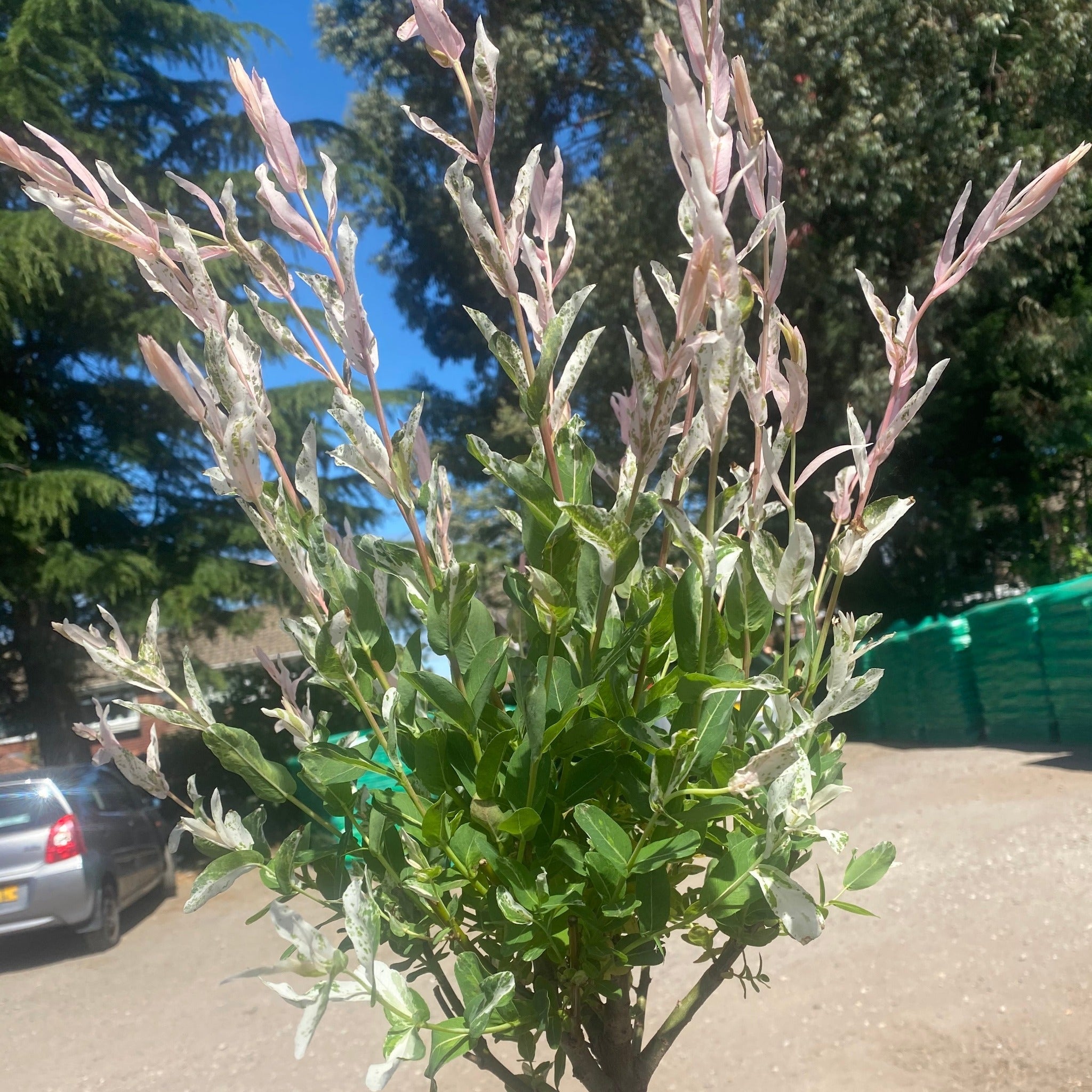 Salix intergra 'Hakuro - Nishiki' - Flamingo Dwarf Willow Tree 120cm