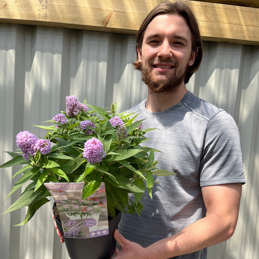 Buddleja 'Butterfly Candy Little Lila' 9cm/1L/3L
