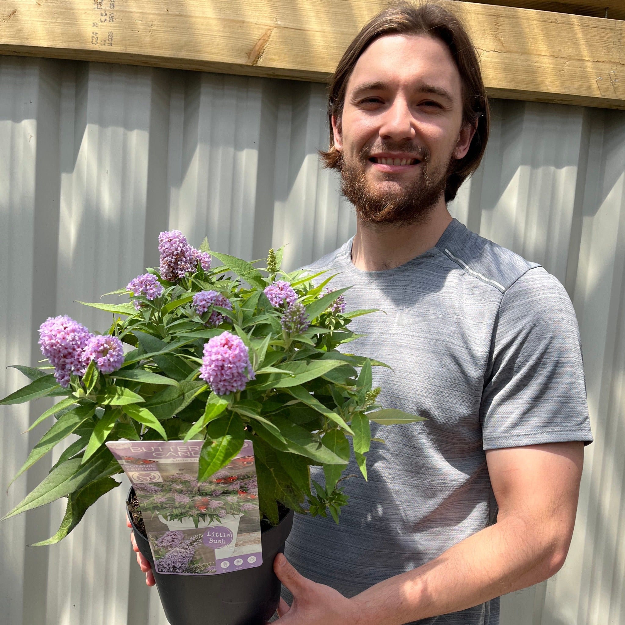 Buddleja 'Butterfly Candy Little Lila' 9cm/1L/3L