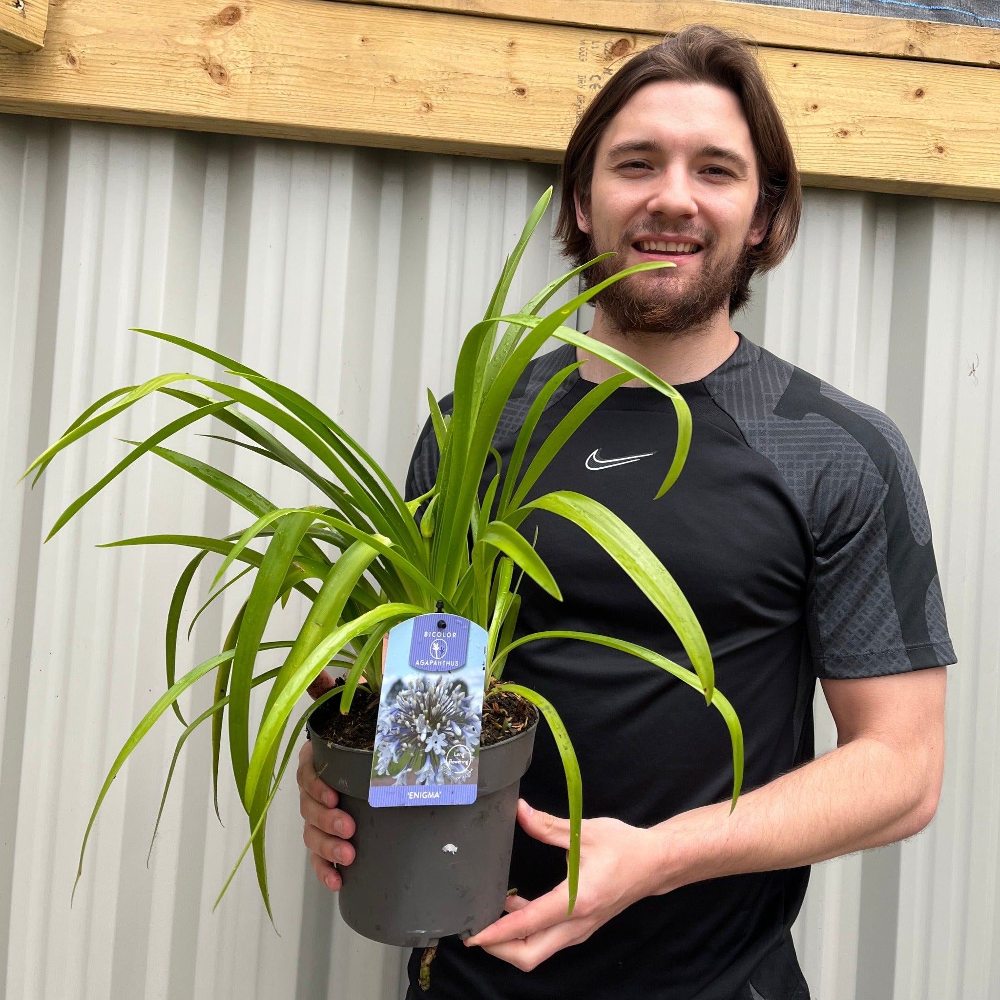 Agapanthus 'Enigma' 2L