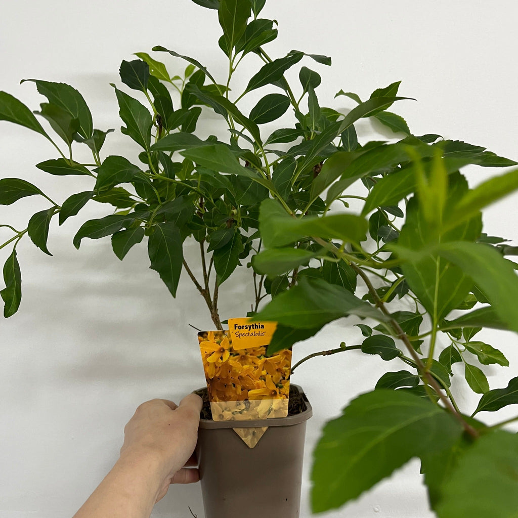 Forsythia x intermedia Spectabilis 1L