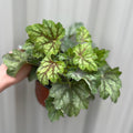 Heuchera 'American Marble' 9cm