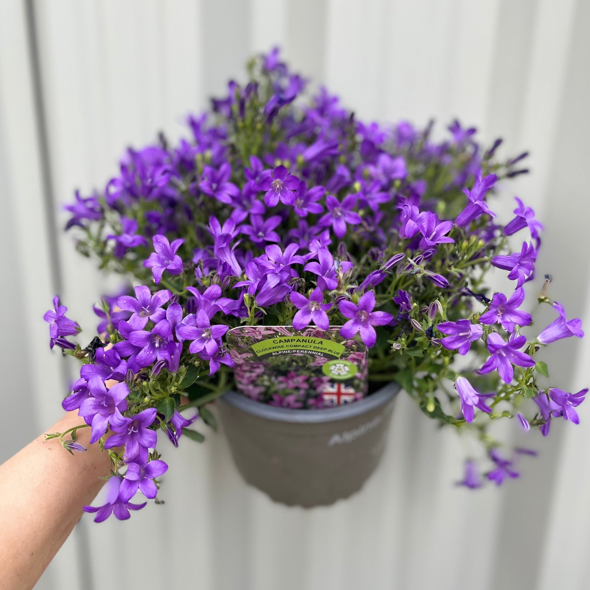 Campanula portenschlagiana 'Clockwise' 9cm/1.5L