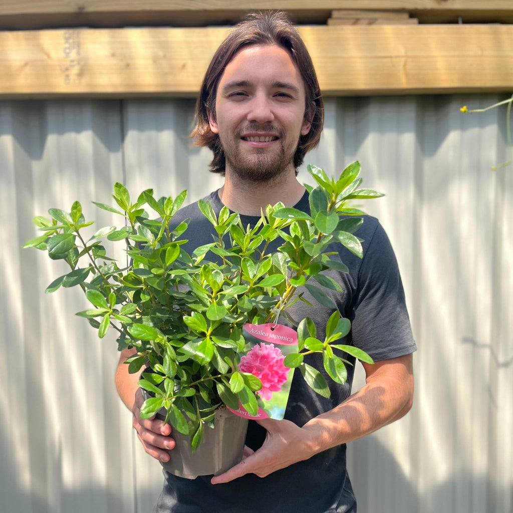 Azalea 'Gilbert Mullie' 2L