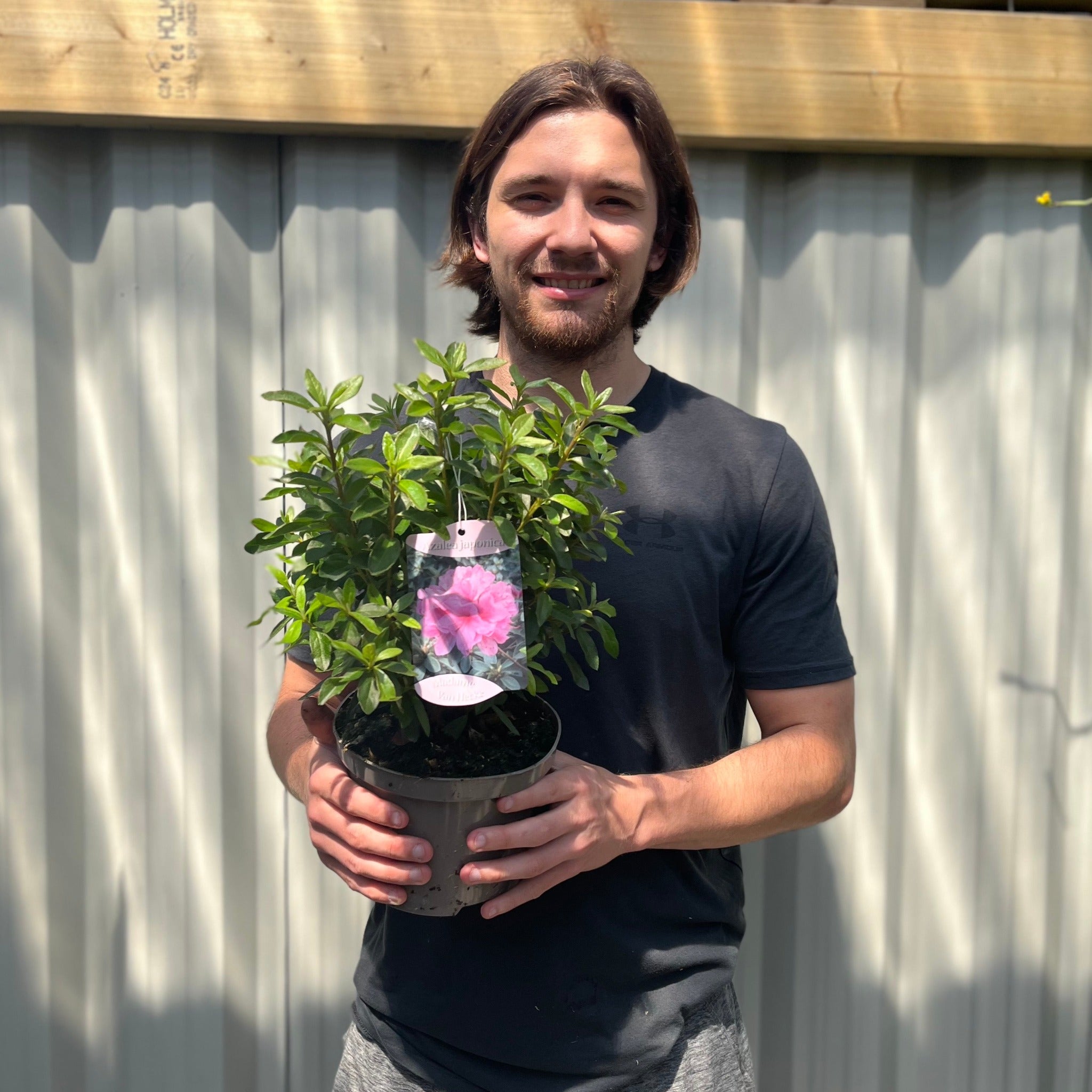 Azalea 'Roza' 2L