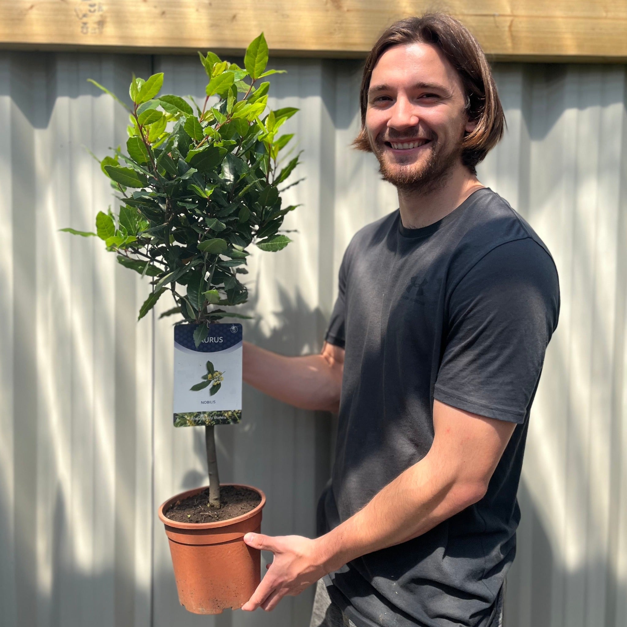 Standard Bay Tree | Laurus nobilis (70-80cm)