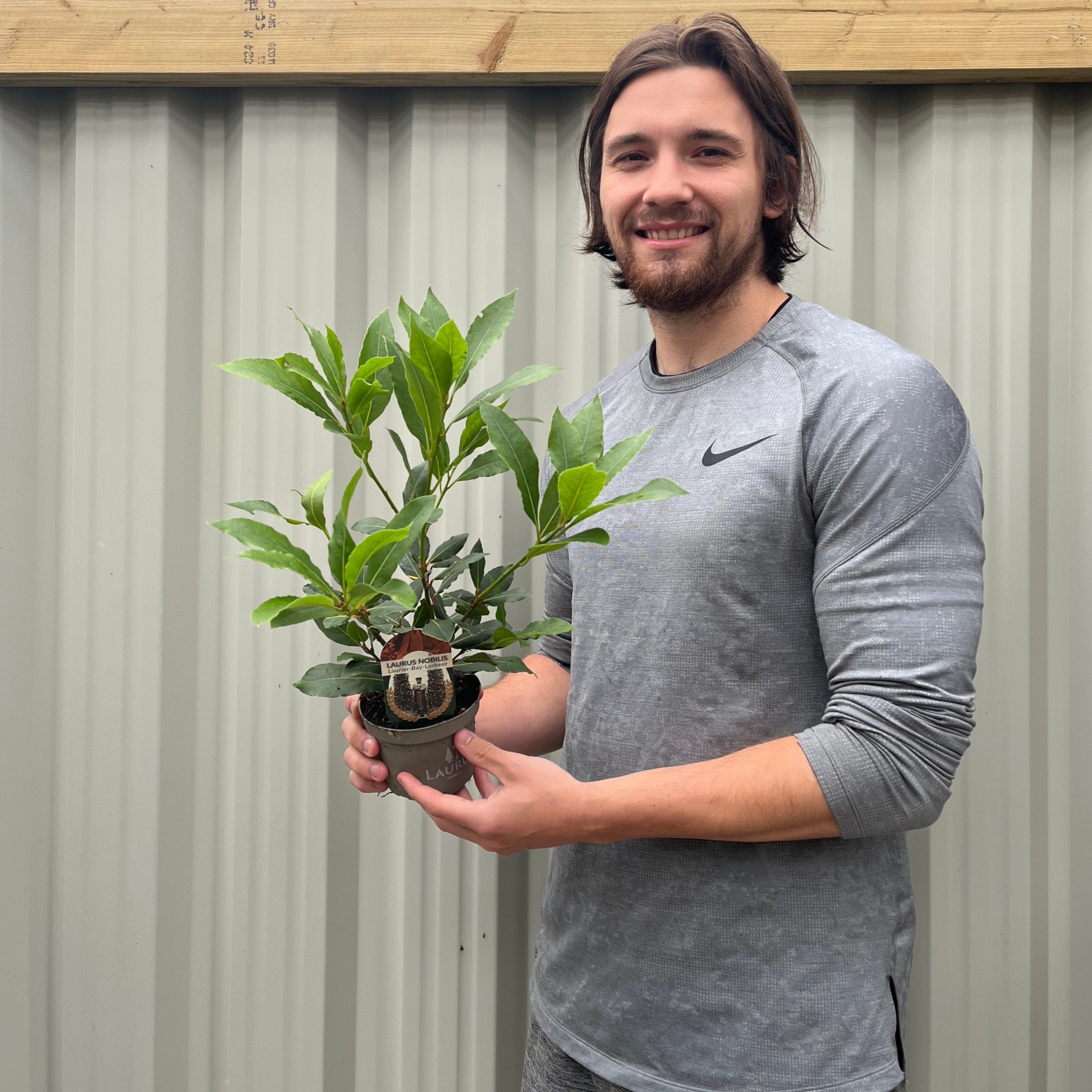 Laurus nobilis (9cm) (20-30cm in height inc pot)