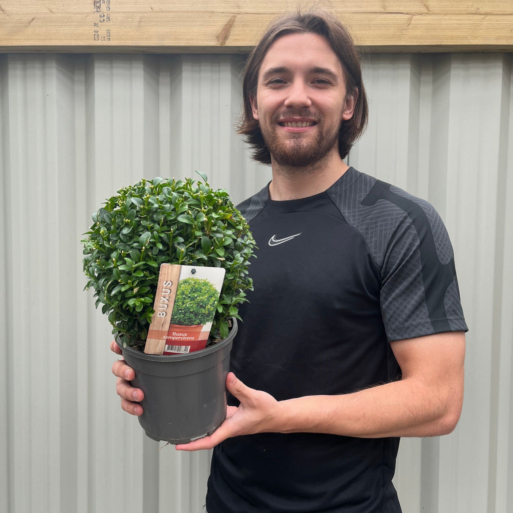 Buxus/Topiary Ball (Buxus sempervirens)