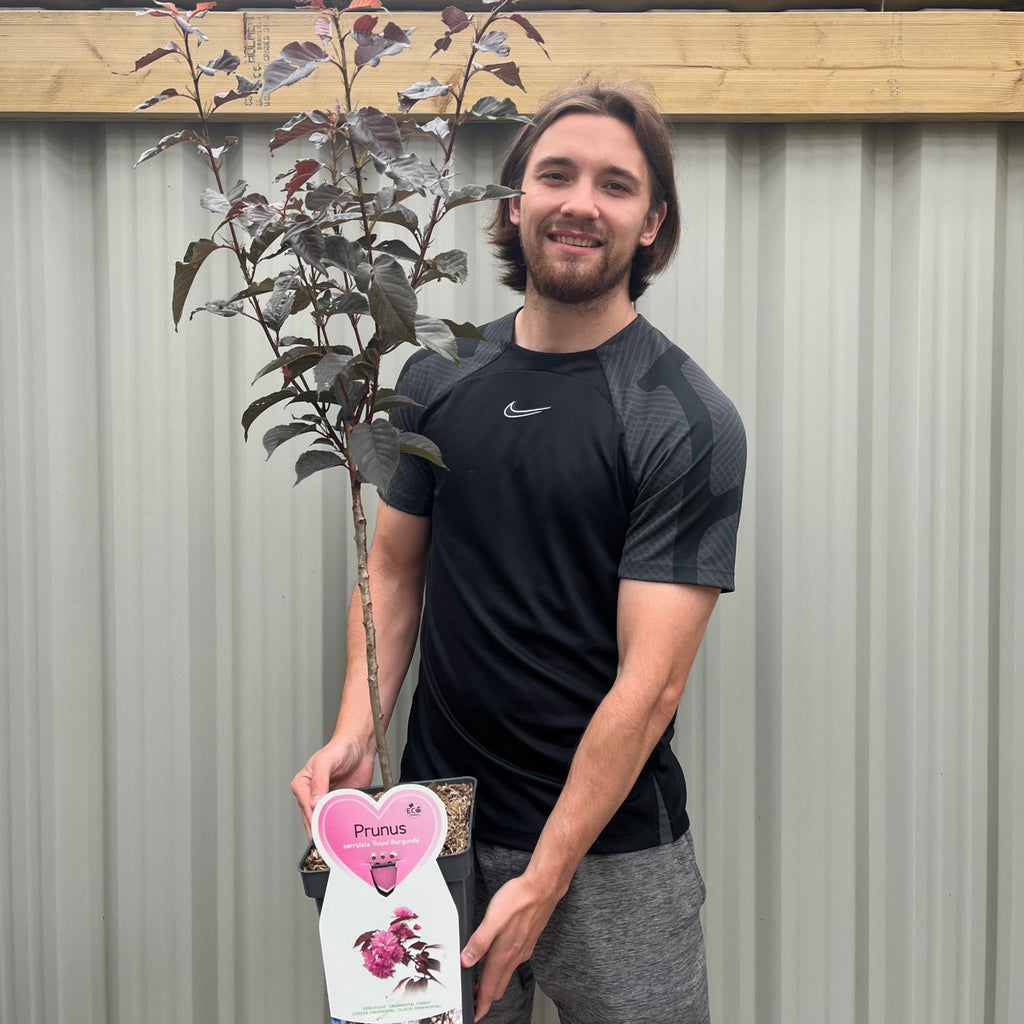 Ornamental Flowering Cherry Blossom Tree Dwarf - Prunus serrulata 'Royal Burgundy' 1m (PRE ORDER W/C 12/01)