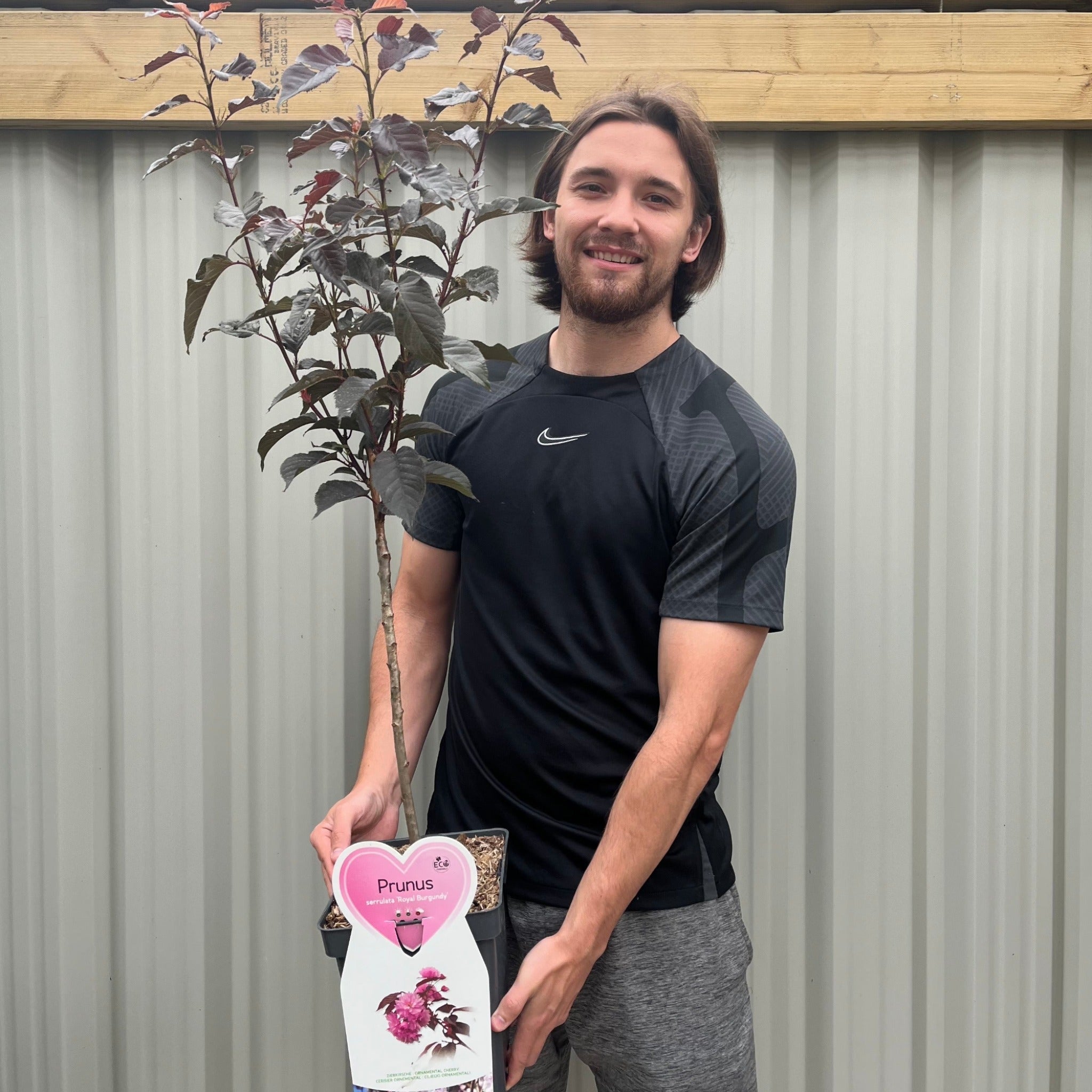 Ornamental Flowering Cherry Blossom Tree Dwarf - Prunus serrulata 'Royal Burgundy' 1m (PRE ORDER W/C 12/01)
