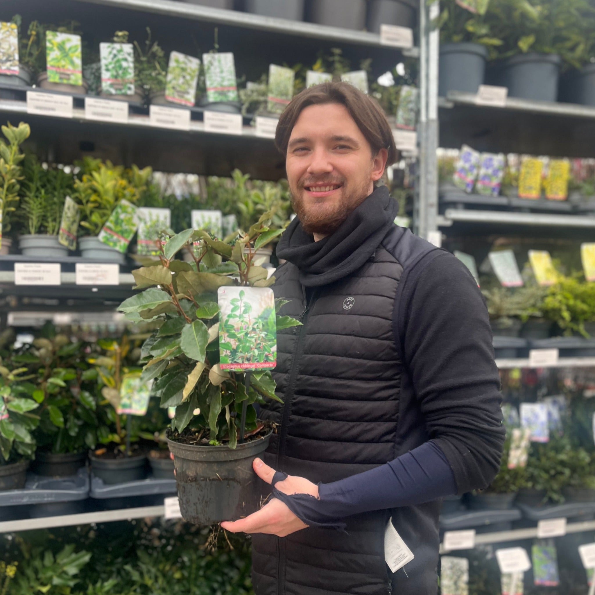 Elaeagnus x ebbingei Compacta (Multibuy Offers Available)