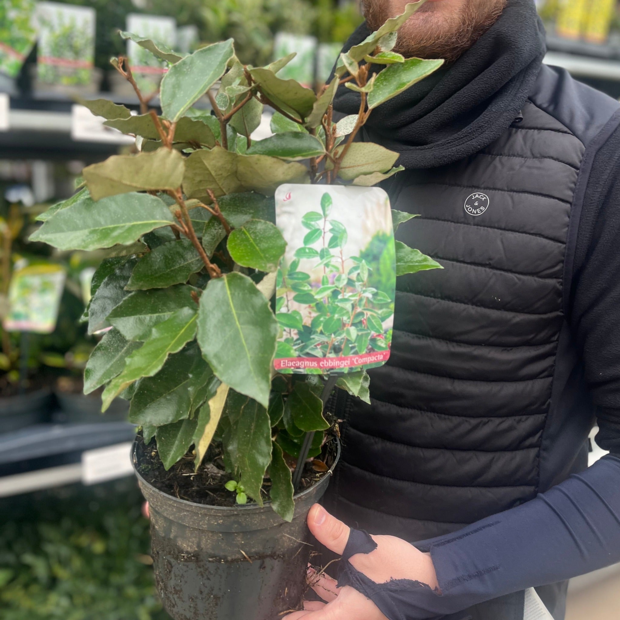 Elaeagnus x ebbingei Compacta (Multibuy Offers Available)