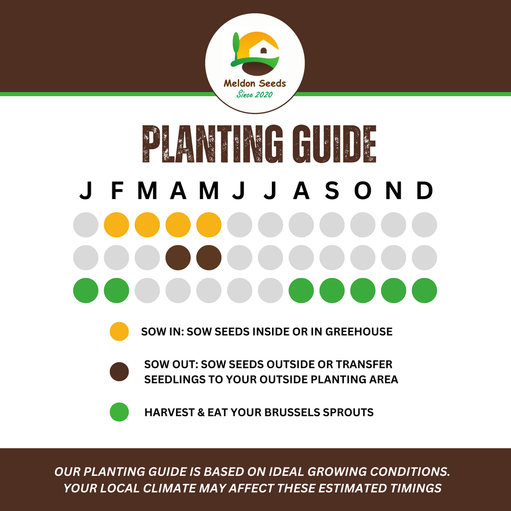 Winter Hardy Vegetable Collection. 6 Easy to Grow Hardy Vegetable Varieties