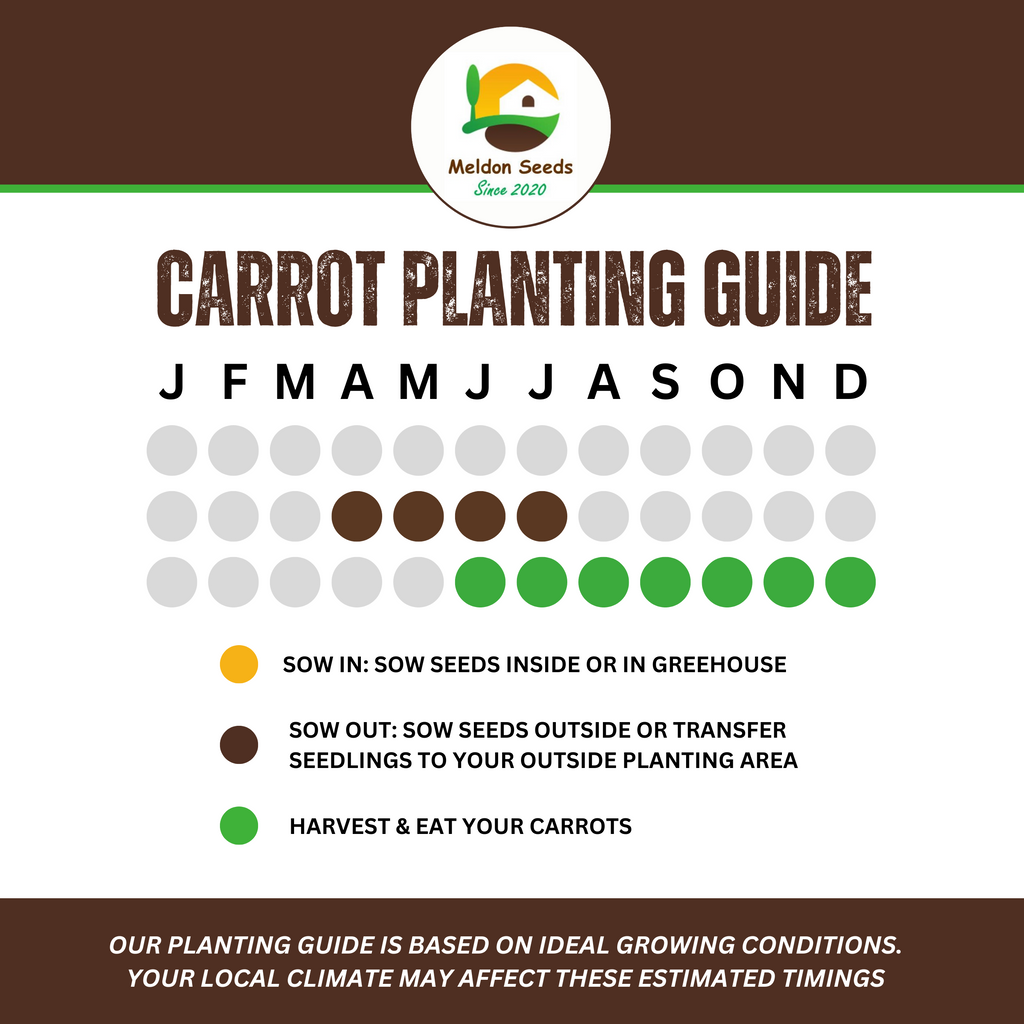 Summer Salad Vegetable Collection. 6 Easy to Grow Vegetable Varieties