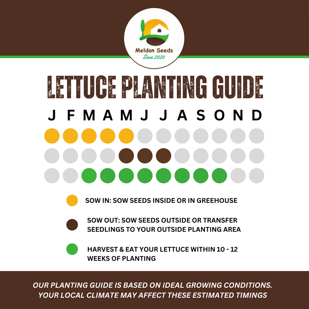 Summer Salad Vegetable Collection. 6 Easy to Grow Vegetable Varieties