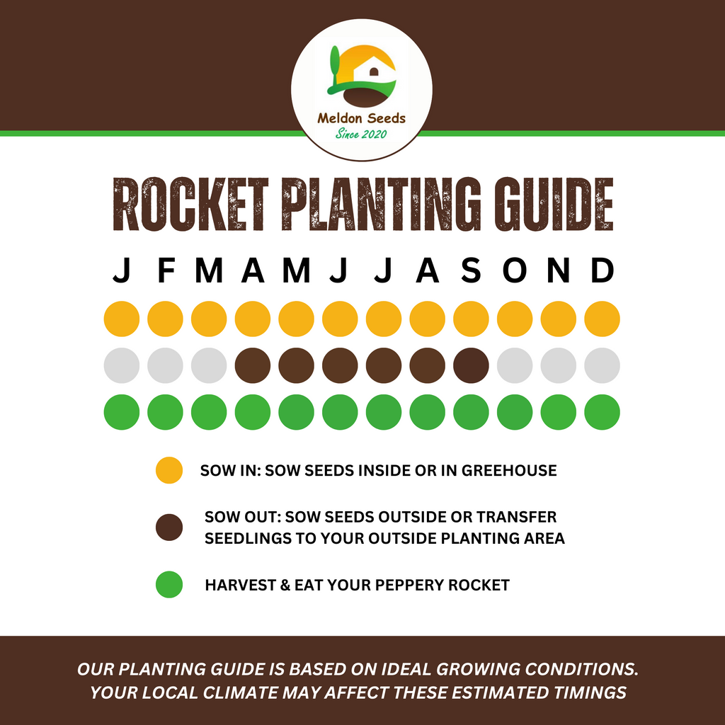 Summer Salad Vegetable Collection. 6 Easy to Grow Vegetable Varieties