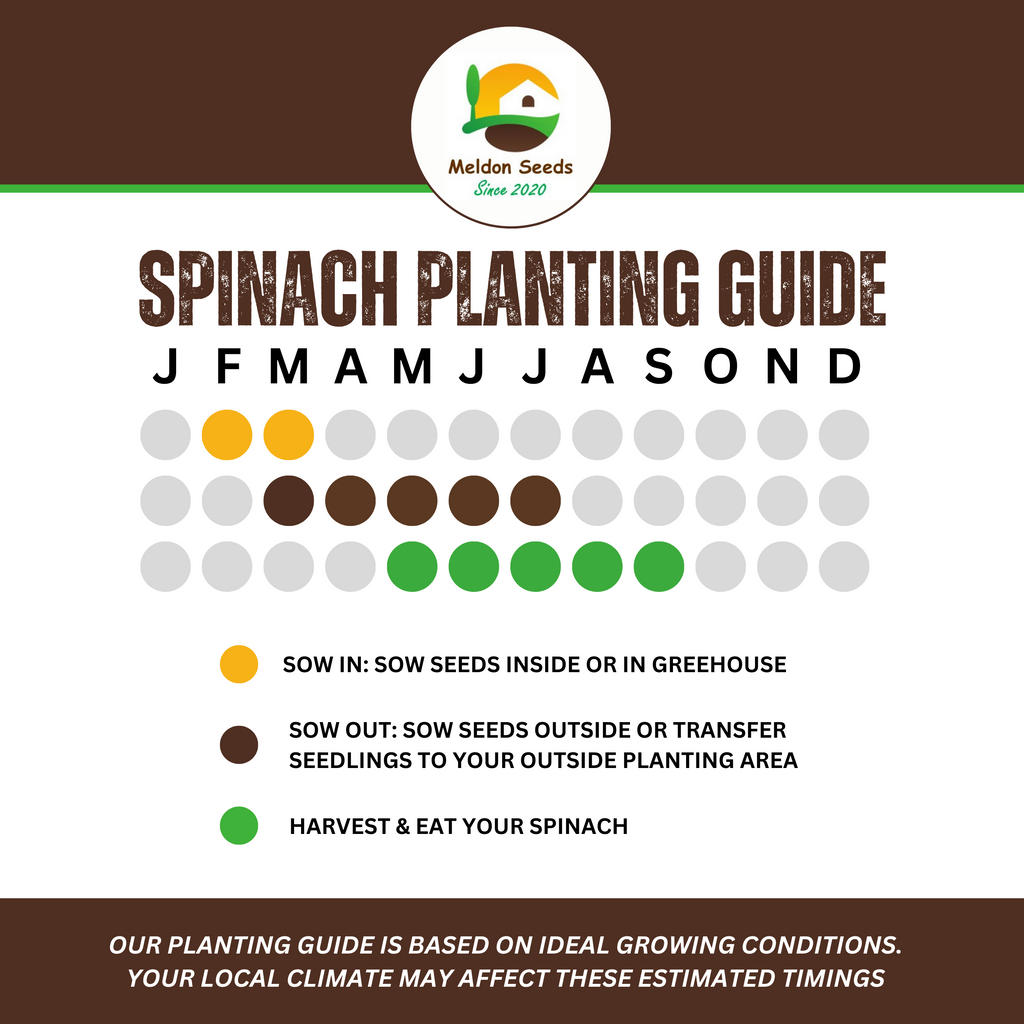 Summer Salad Vegetable Collection. 6 Easy to Grow Vegetable Varieties