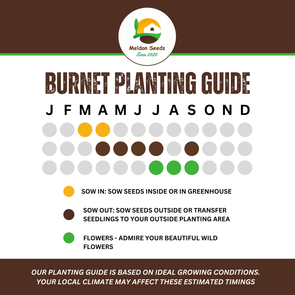 Wildlife Attracting Collection. 5 Native Wild Flower Varieties