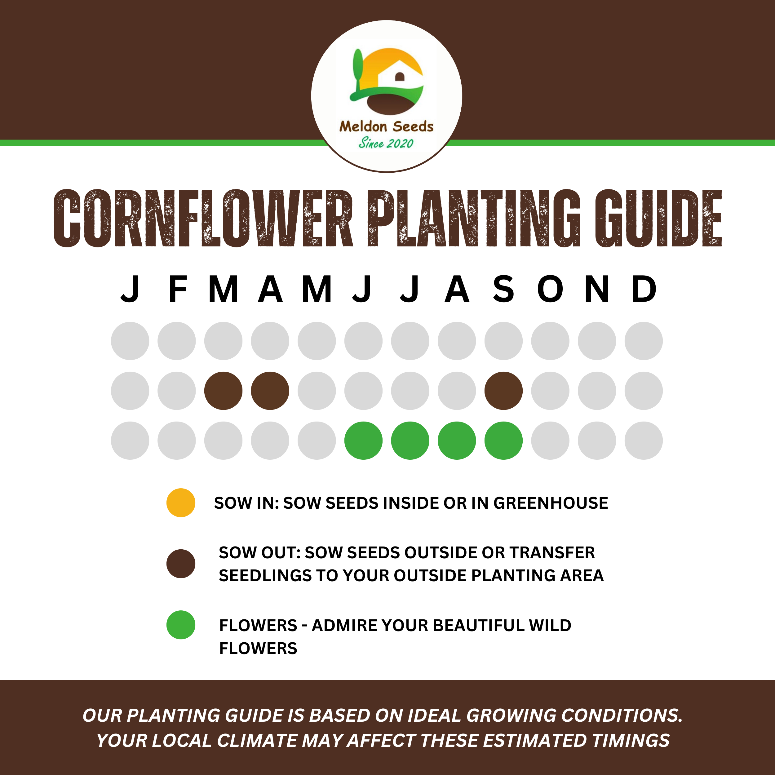 Corn Flower Collection. 3 Native Corn Flower Varieties