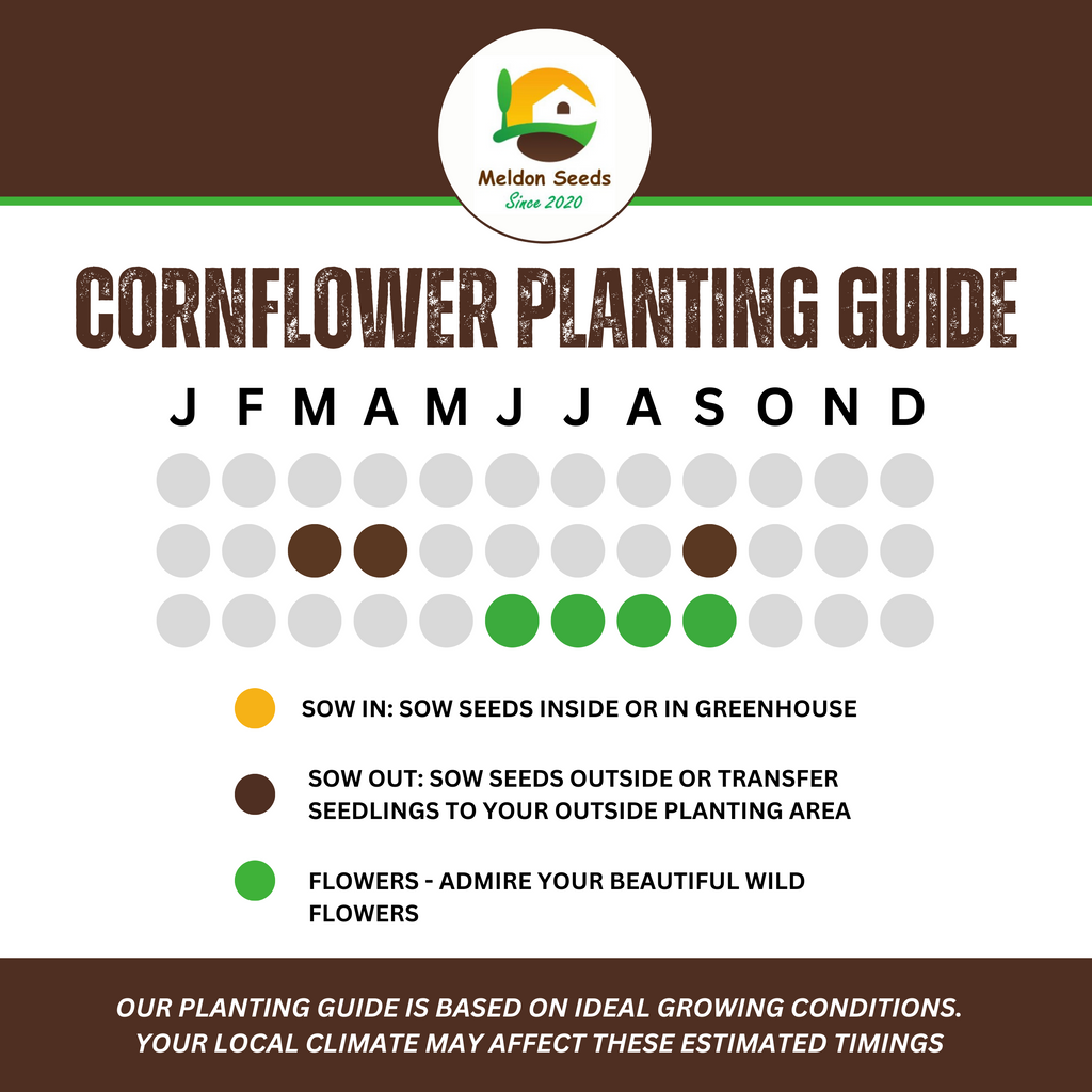 Corn Flower Collection. 3 Native Corn Flower Varieties