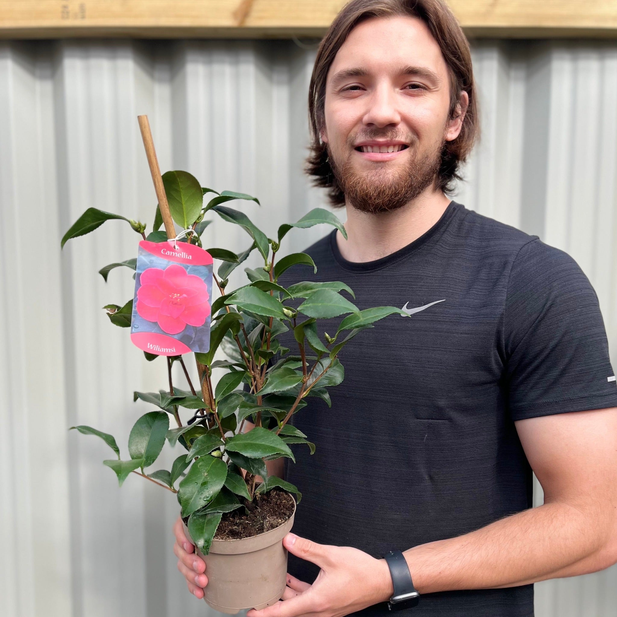 Camellia x Wiliamsi (Hybrid Camellia) 50-60cm