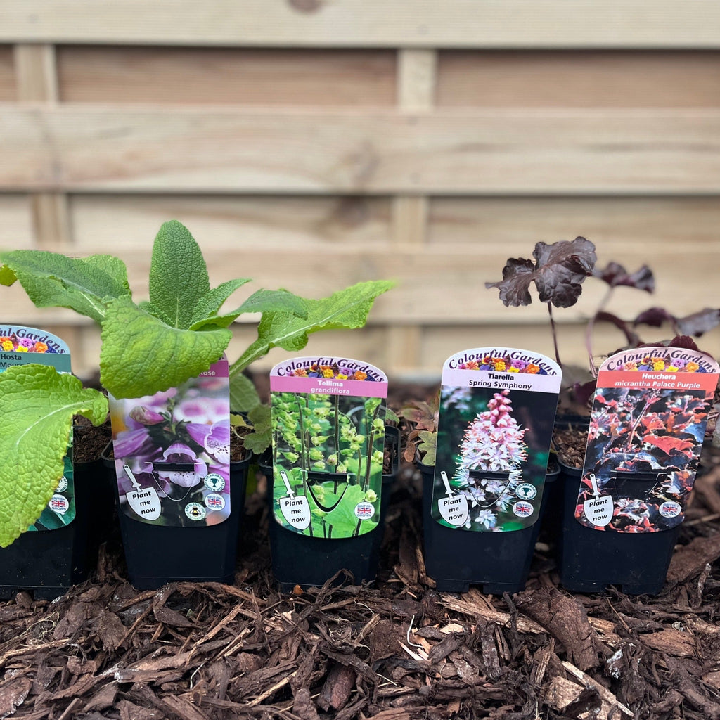 Our Hand Picked Selection of Shade Tolerant Plants