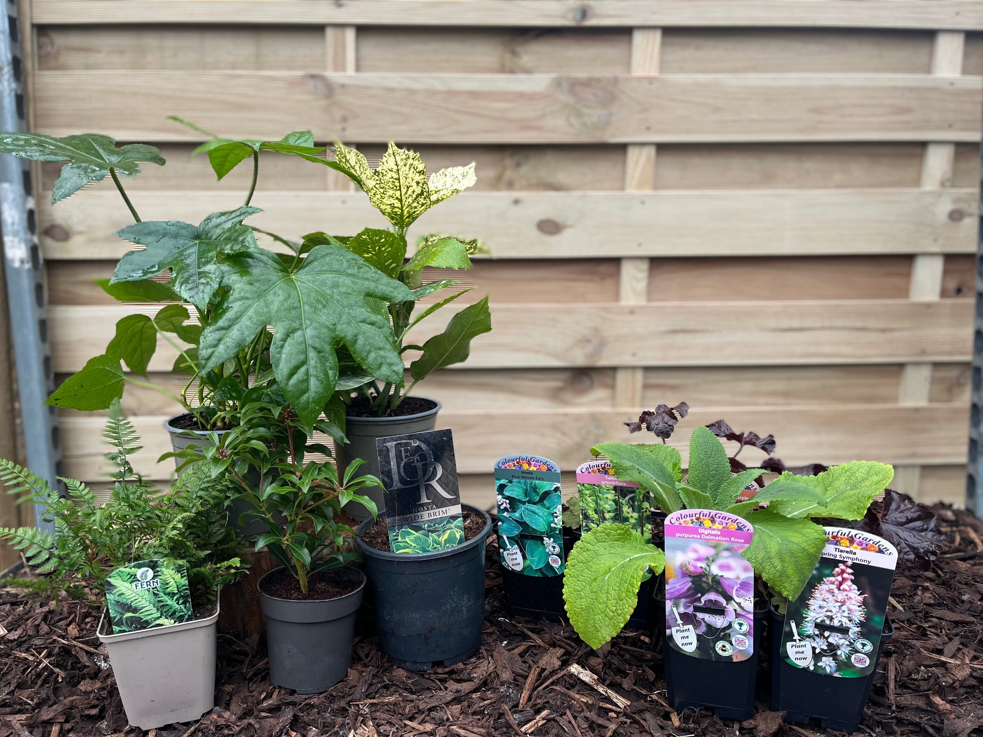 Our Hand Picked Selection of Shade Tolerant Plants