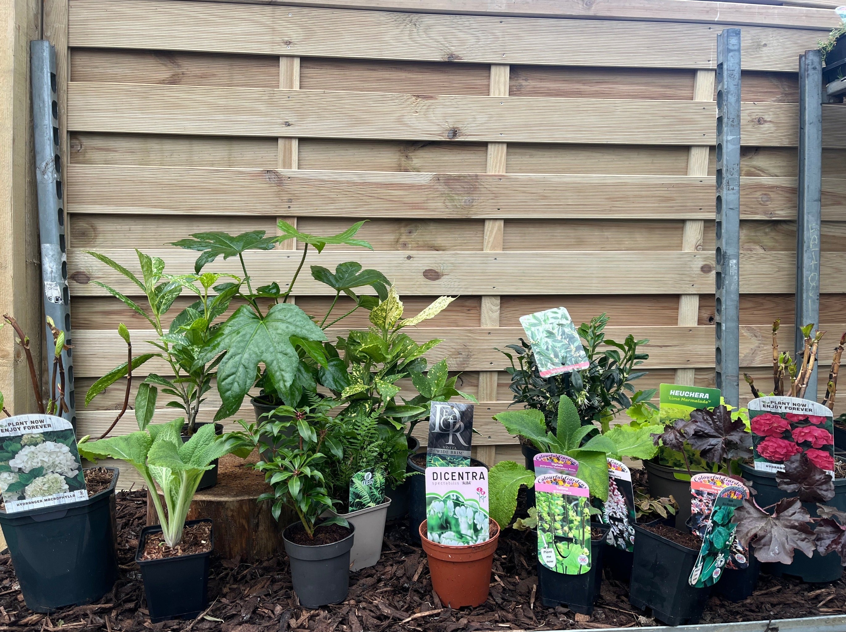 Our Hand Picked Selection of Shade Tolerant Plants