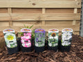 Our Hand Picked Selection of Plants For a Sunny Location