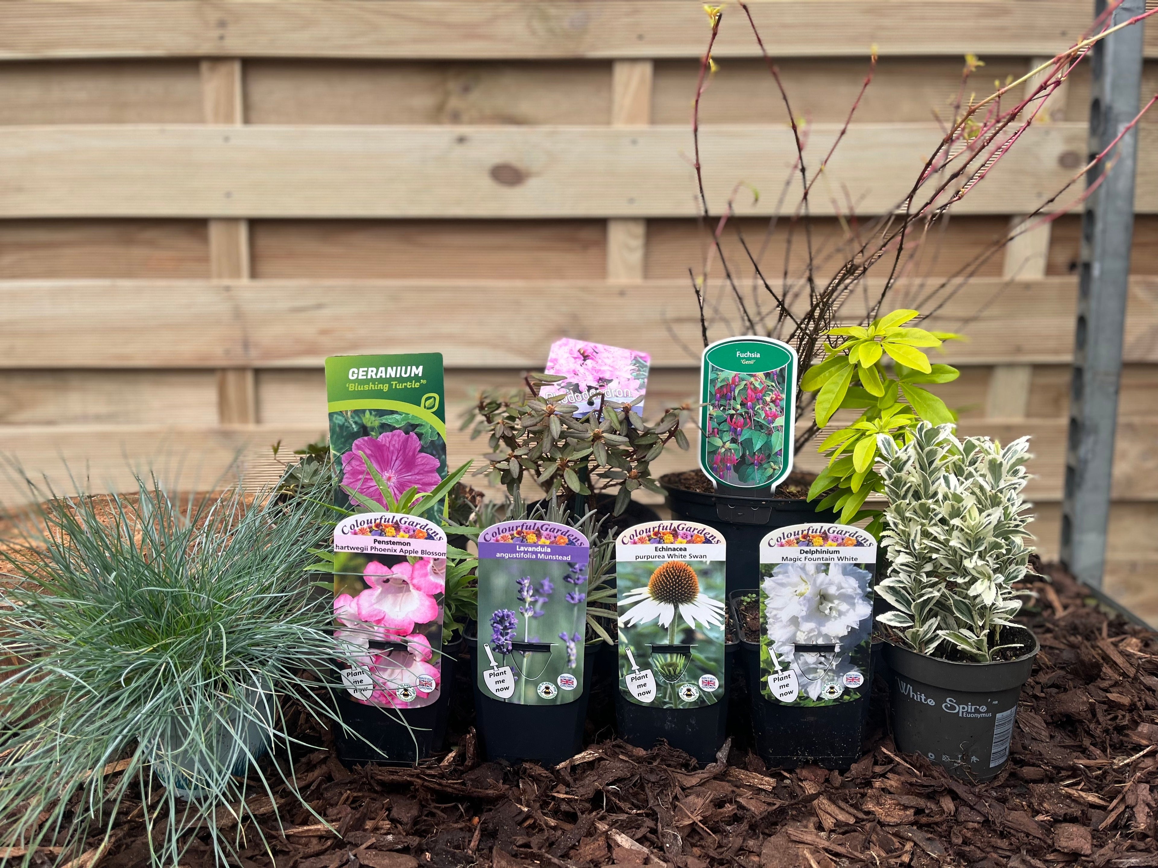 Our Hand Picked Selection of Plants For a Sunny Location