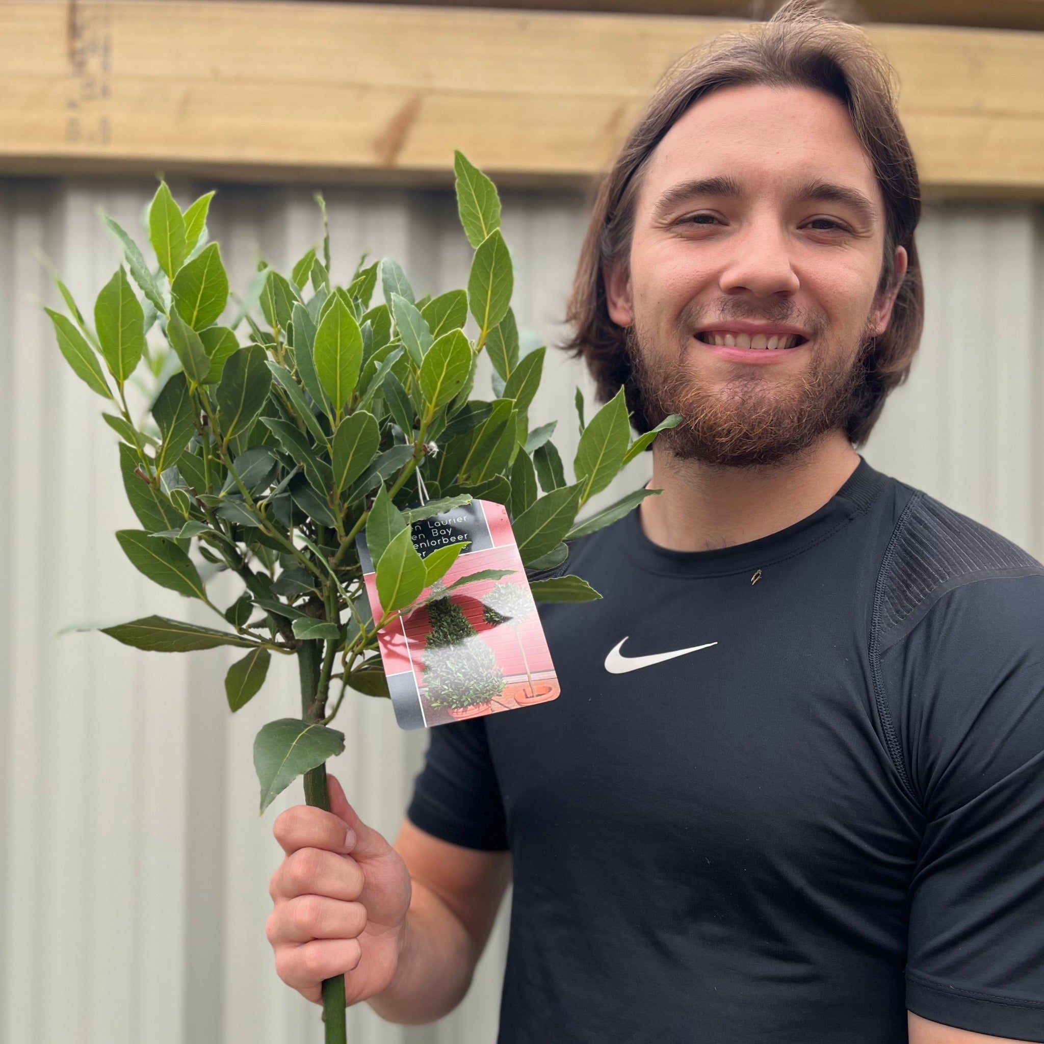 Standard Bay Tree | Laurus nobilis | 90-100cm