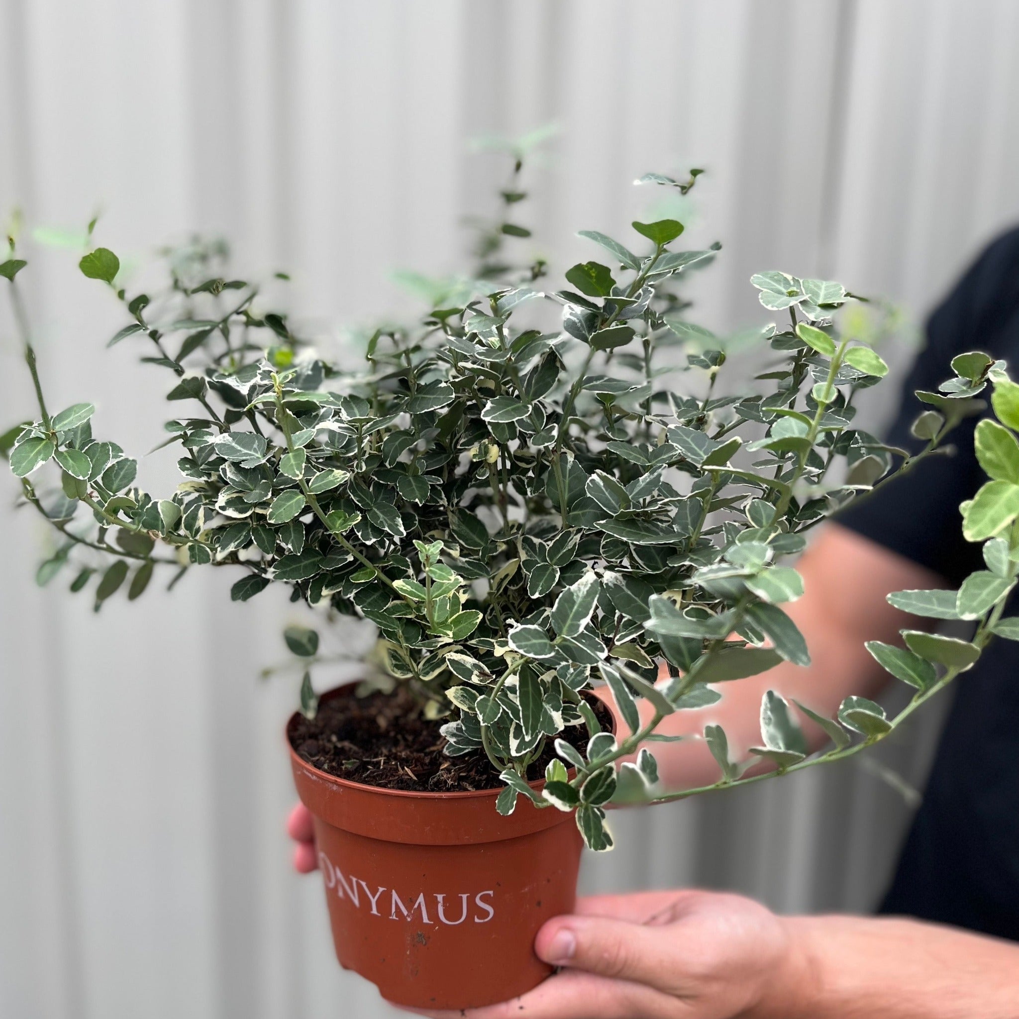 Euonymus fortunei ‘Emerald Gaiety’ 1L / 5L