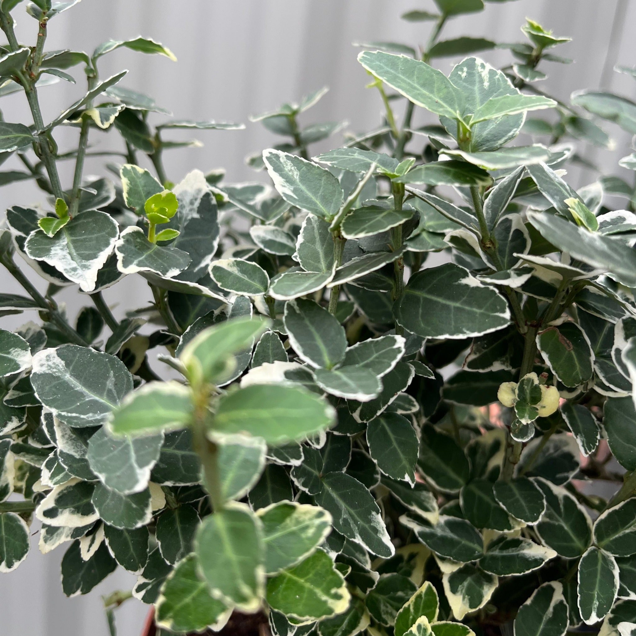 Euonymus fortunei ‘Emerald Gaiety’ 1L / 5L
