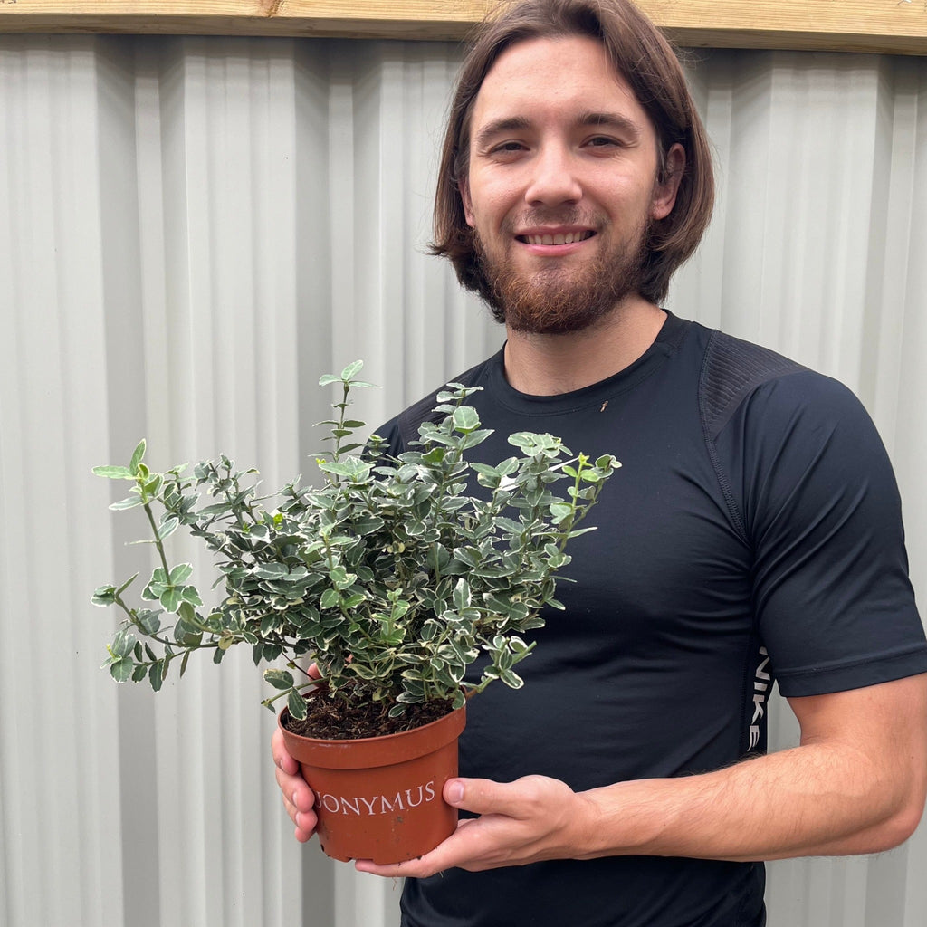 Euonymus fortunei ‘Emerald Gaiety’ 1L / 5L