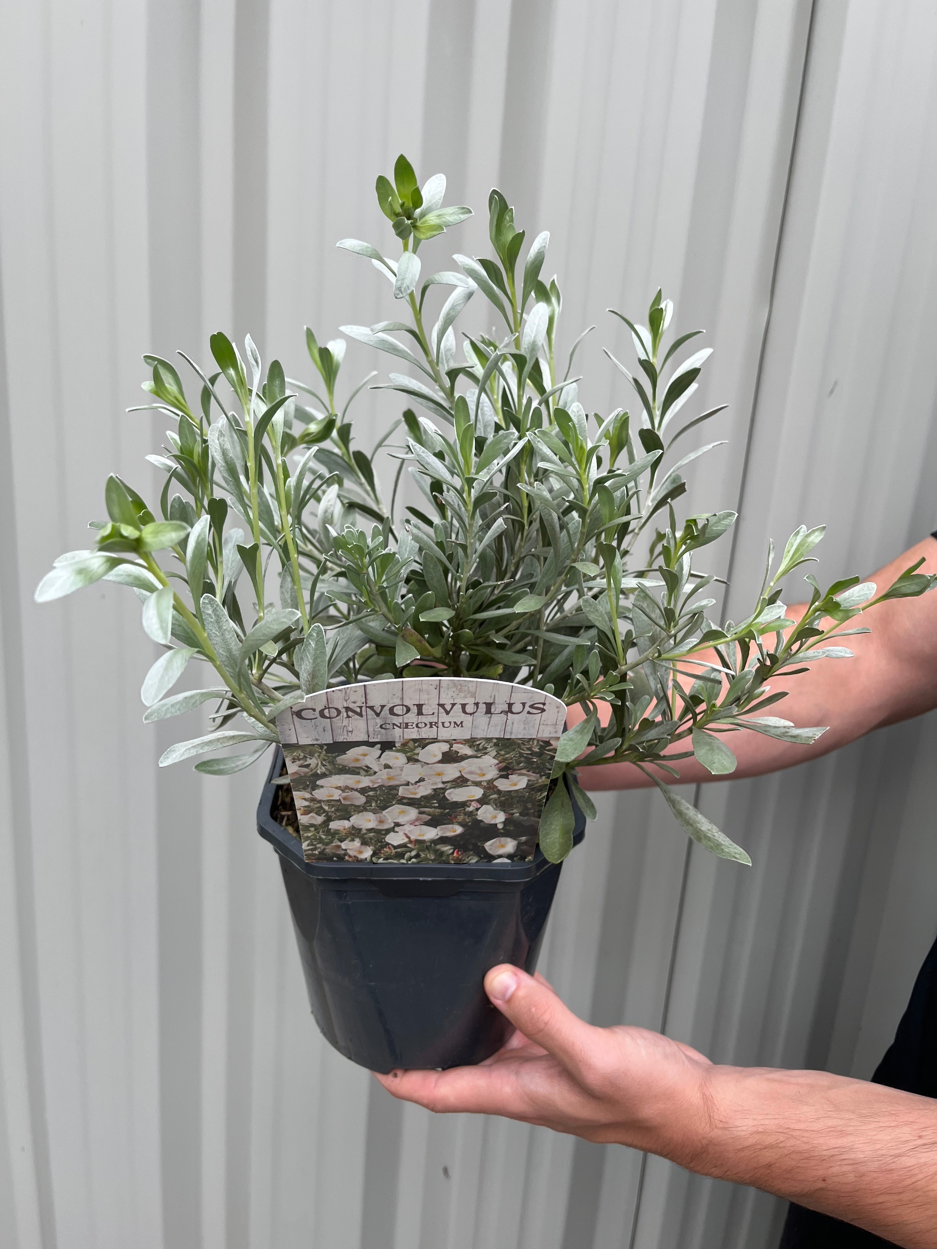 Convolvus cneorum (Silverbush) 9cm/1.5L/2L/3L